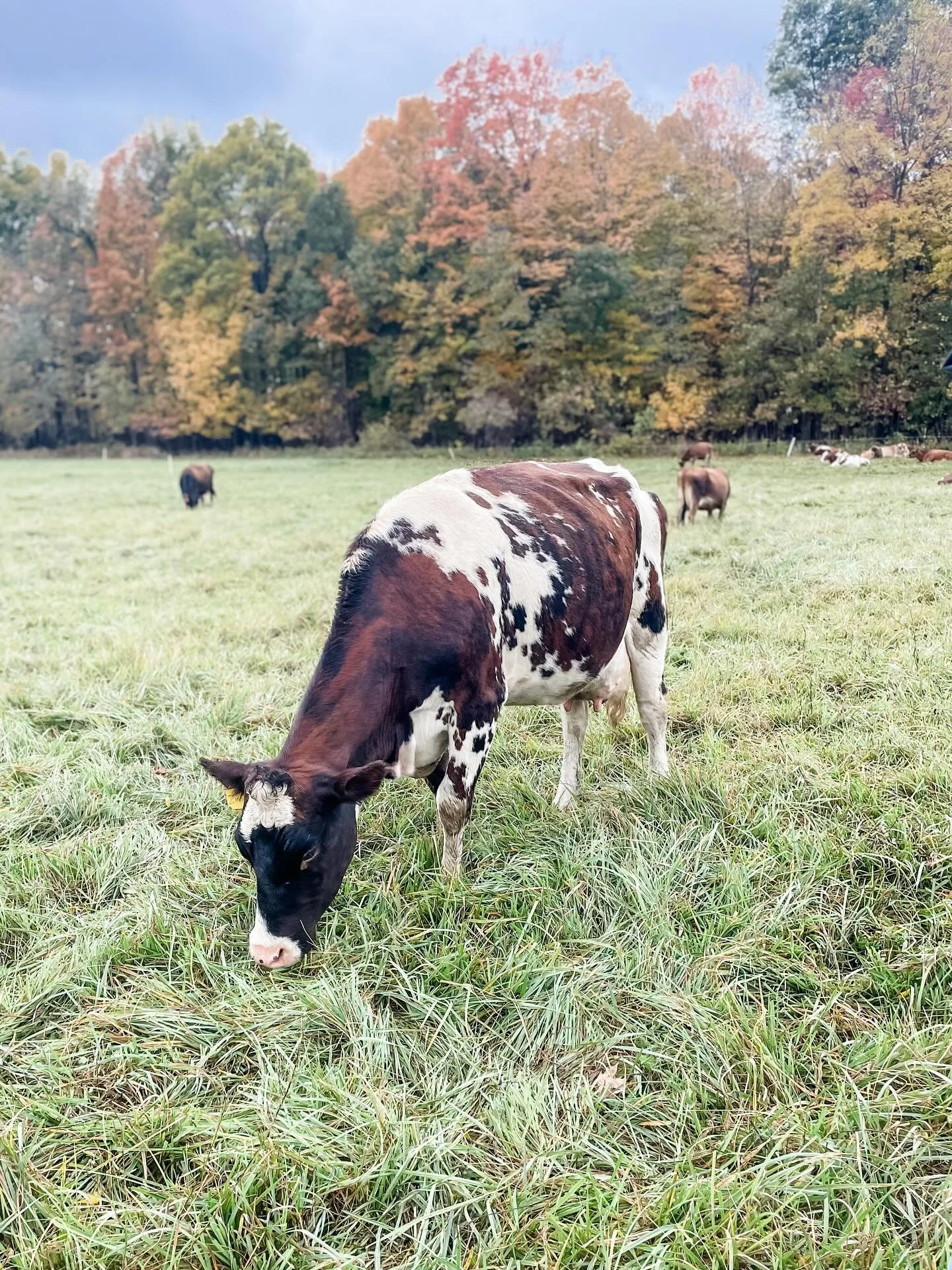 The fall colors are finally starting to fade on the farm and leaves are falling but I&rsquo;m shocked how long we&rsquo;ve had them this year. 🤎🧡💛❤️
&hellip;
We still have lots of grass to graze but the hard freezes overnight mean that growth is d