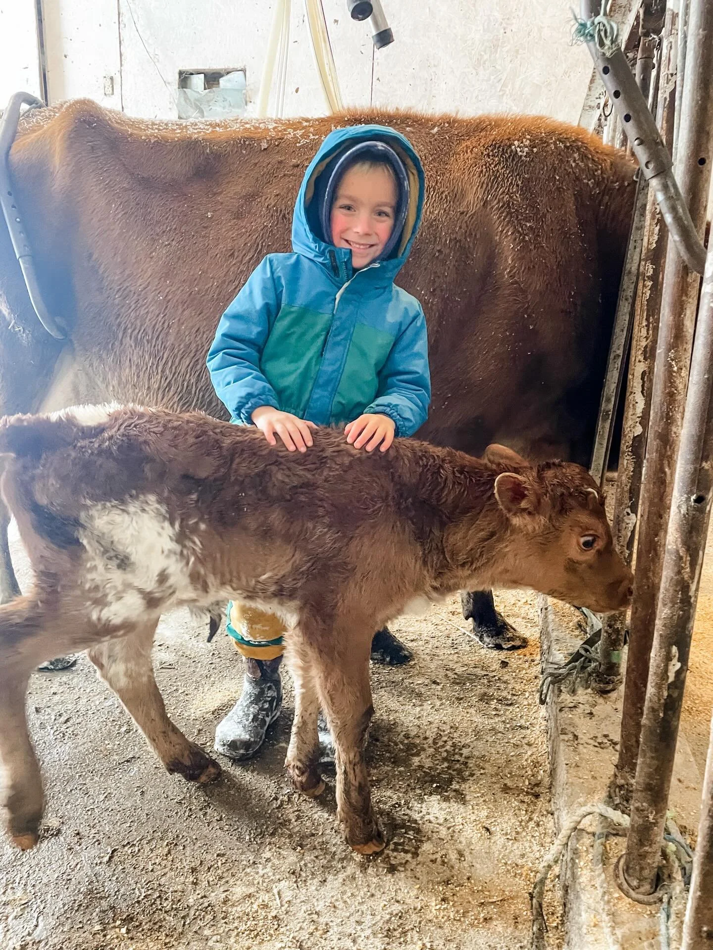It&rsquo;s early January and we&rsquo;ve already survived two months of winter - so much snow, deep cold freezes, brief muddy thaws, rain, sleet and ice. 😳
&hellip;
We have had 4 calves born with 3+ due in the next month or so and we&rsquo;ve found 
