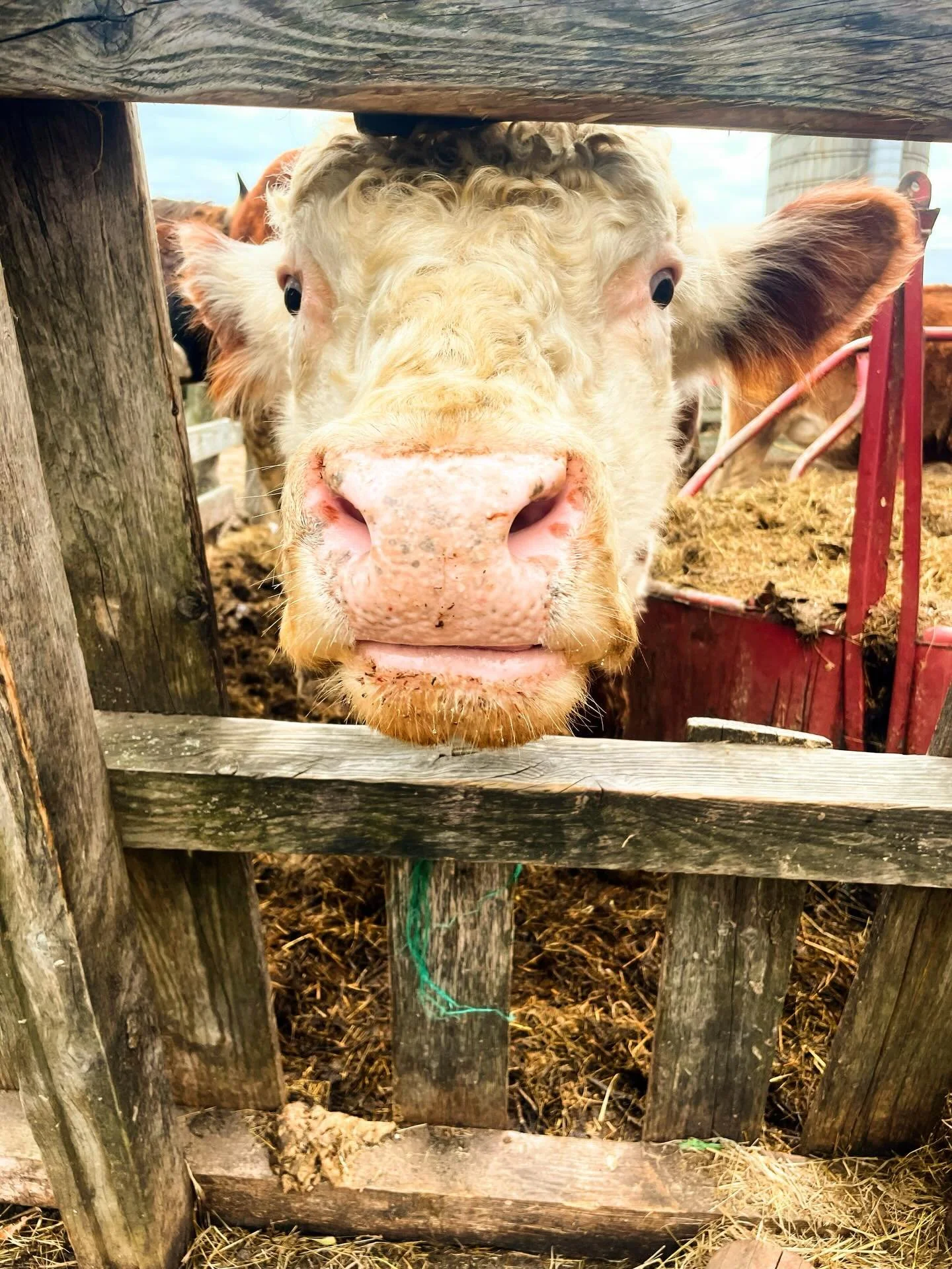 Baby calves are so cute&hellip;and then they grow up!! 😂
&hellip;
It&rsquo;s a good thing we still love our big cows 🐄 ❤️
&hellip;
If you&rsquo;re reviewing the new food pyramid and in need of more beef, we have a few spots available in our winter 
