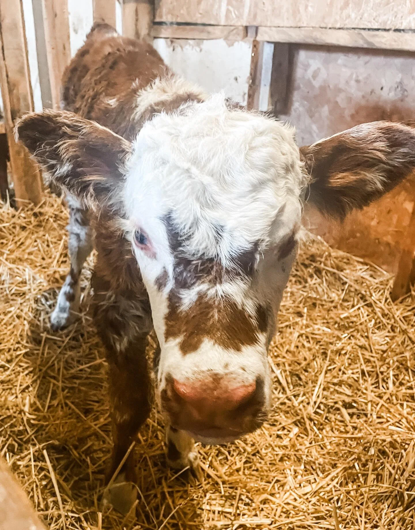 Baby beef girl this weekend!! 🥰
&hellip;
We are looking on the positive side of this junky weather and we&rsquo;re collecting the last of our winter hay stores tucked along tree lines around our property and hay field so we have easy hay access as s