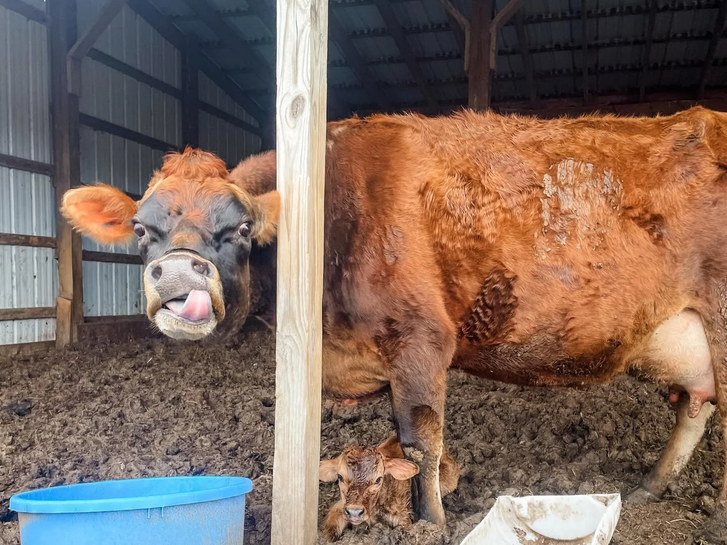 It&rsquo;s been a productive spring break!! ☀️
&hellip;
New babies + spring cleanup + daily farm tasks 💚
&hellip;
It&rsquo;s GREENing up a ton around here but we aren&rsquo;t anywhere near grazing yet. But we have *hope* of grazing in another month 