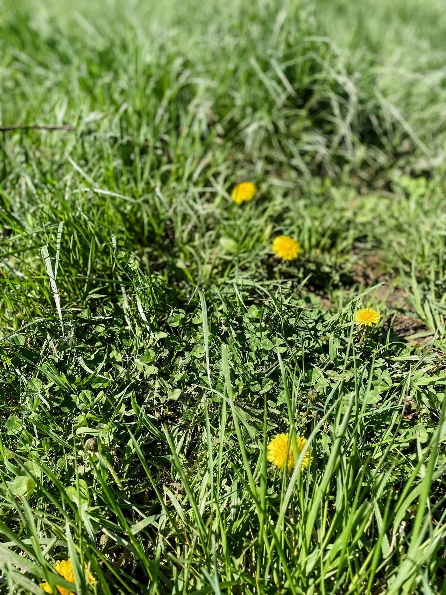 Happy Earth Day!! 🌎 
&hellip;
Our pastures are READY to graze but the cows are still, unfortunately, confined the cement still. 😕
&hellip;
The ground is SO saturated with water that allowing any amount of weight on them will cause issues - hooves p