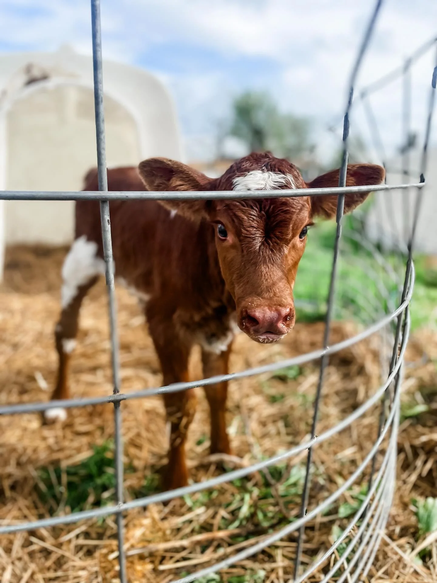 Still waiting on those pastures to dry out so we can graze&hellip;🌱 thanks to more rain 💦
&hellip;
In the meantime, this heifer was born this week &amp; she&rsquo;s a pretty cute consolation prize 😍
&hellip;
#springonthefarm #heifercalf #beefcross