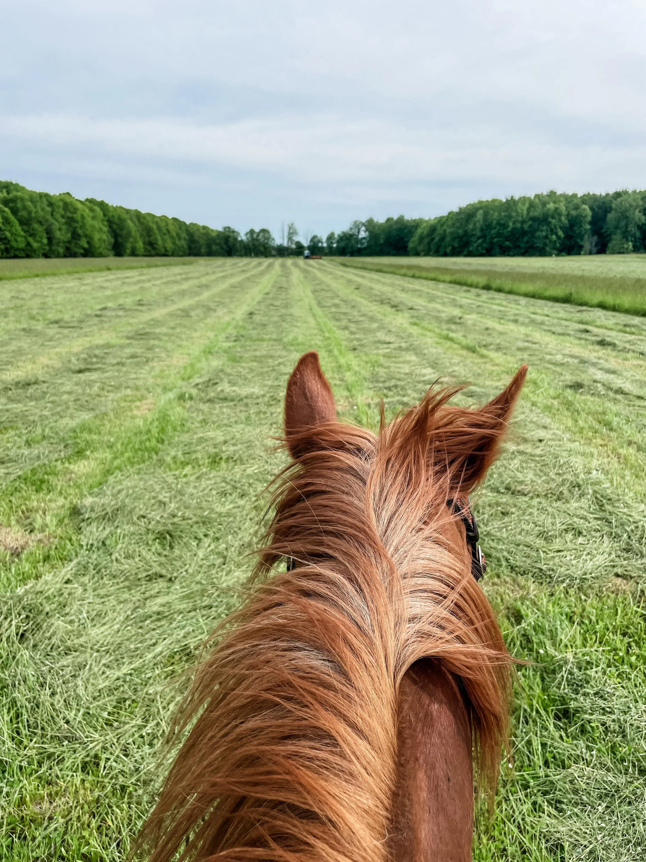 1st cutting of hay is pretty much in the books&hellip;kind of 😅
&hellip;
Due to a number of equipment issues and the variable drying time that happened this week, most of our 1st cutting was made into dry round bales (not the high-moisture wet wrapp