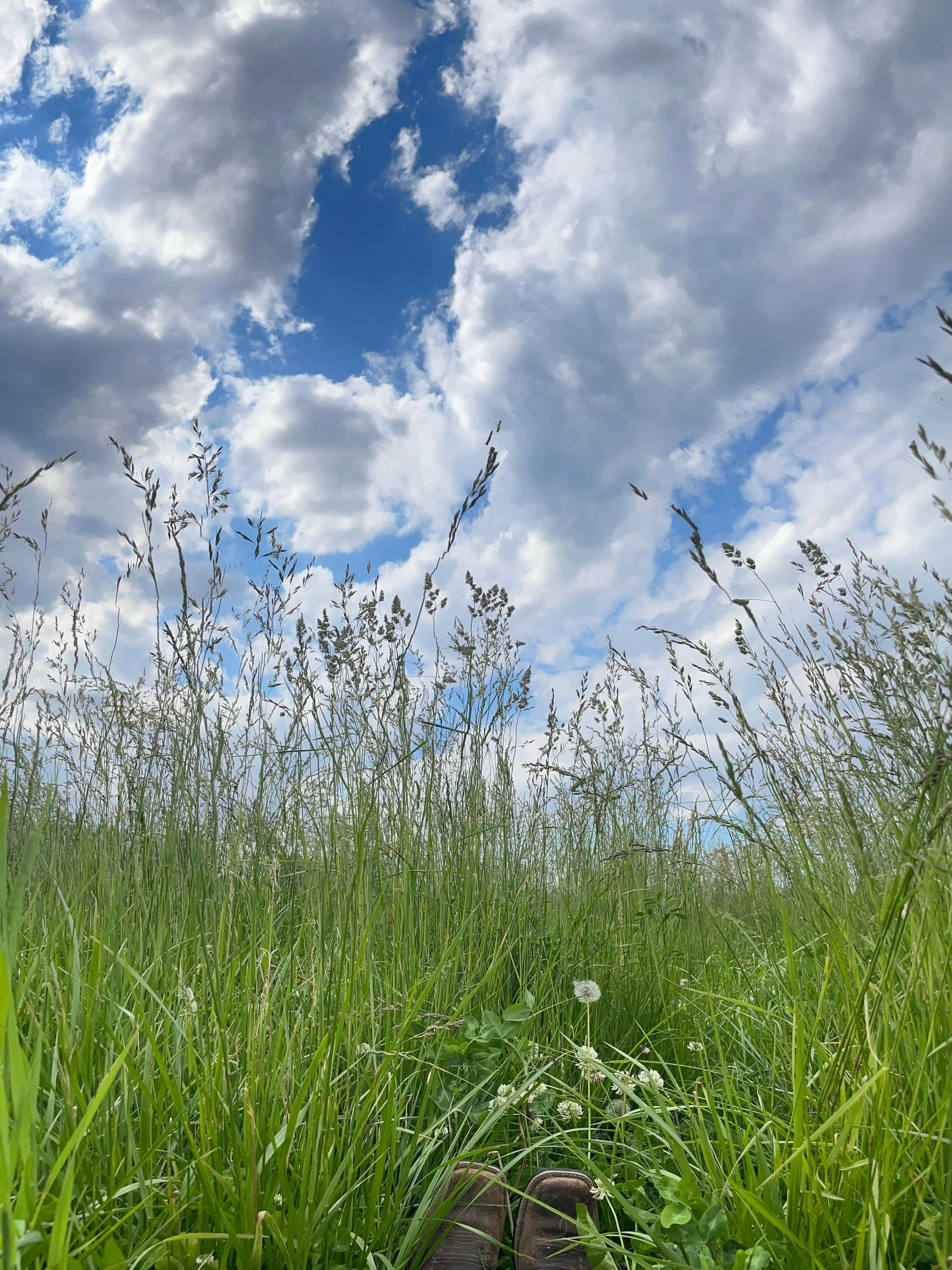 The skies finally opened on our farm today and we are so grateful! 🥰
&hellip;
We were able to get all of our freshly-made bales into the barn last night and the rain is much-needed for our grazed and mowed pastures. 🌱
&hellip;
The blue skies will r