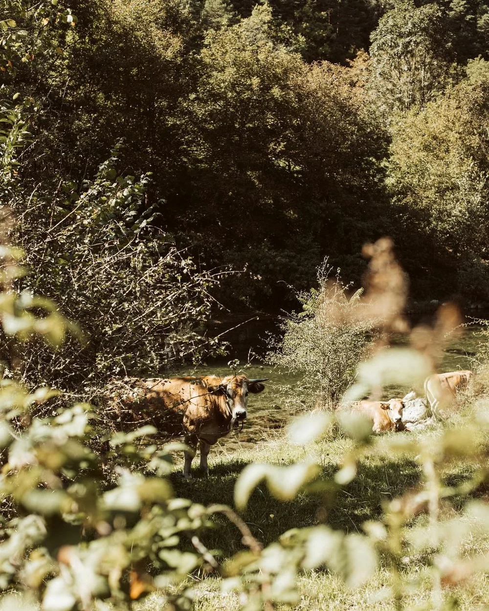 Cattle grazing in a riverside meadow below L'Esprit d'Almières, an afternoon on the land at Casa Retreats France