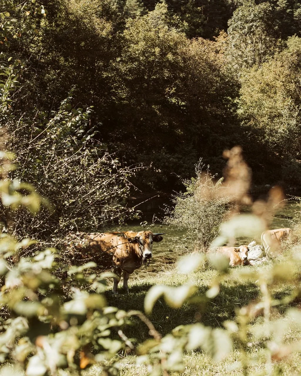 Cattle grazing in a riverside meadow below L'Esprit d'Almières in the Aveyron, an afternoon on the land at Casa Retreats' luxury yoga retreat in southern France