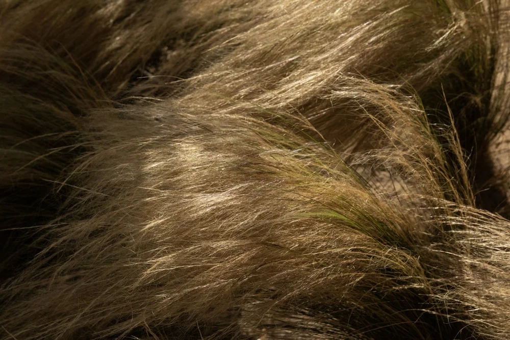 Golden feather grasses in low evening light on the dunes at Amaria, Costa Vicentina