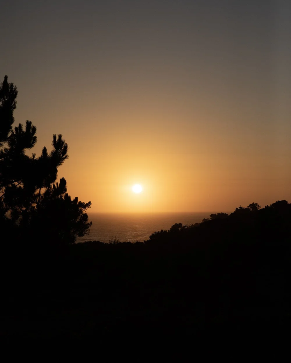 Atlantic sunset framed by dark coastal pine trees near Amaria on Portugal’s Costa Vicentina