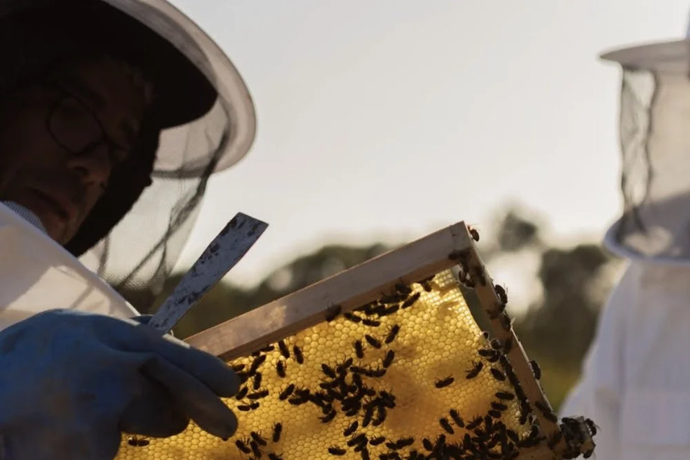 Beekeeper in a white veil lifting a honeycomb frame from Amaria’s hives in Portugal
