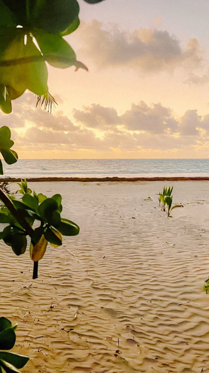 A beach scene during sunset with sandy shore, small plants, and the ocean in the background, partially framed by leaves in the foreground.