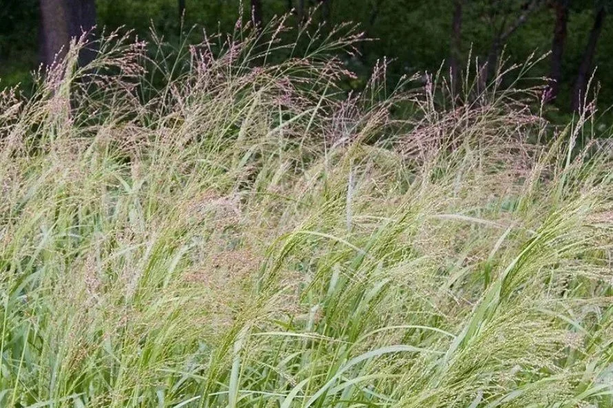 Switchgrass