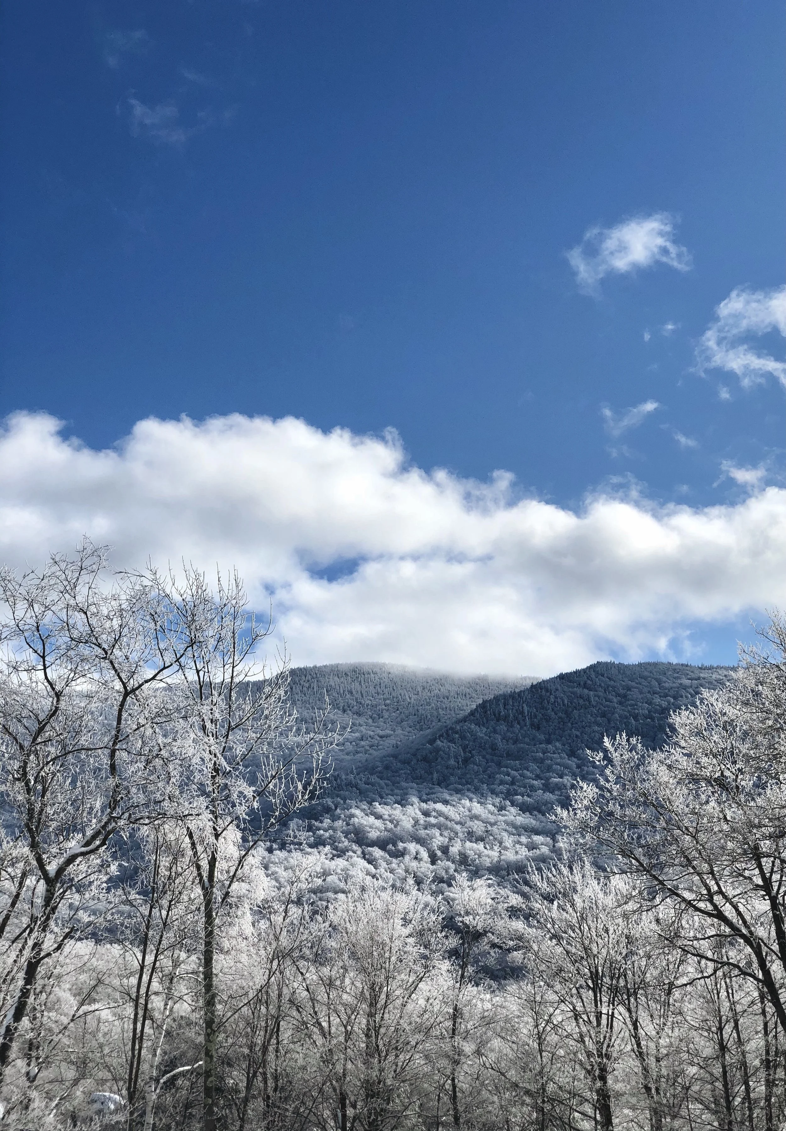 Snow-covered trees and mountain under a blue sky with clouds.
