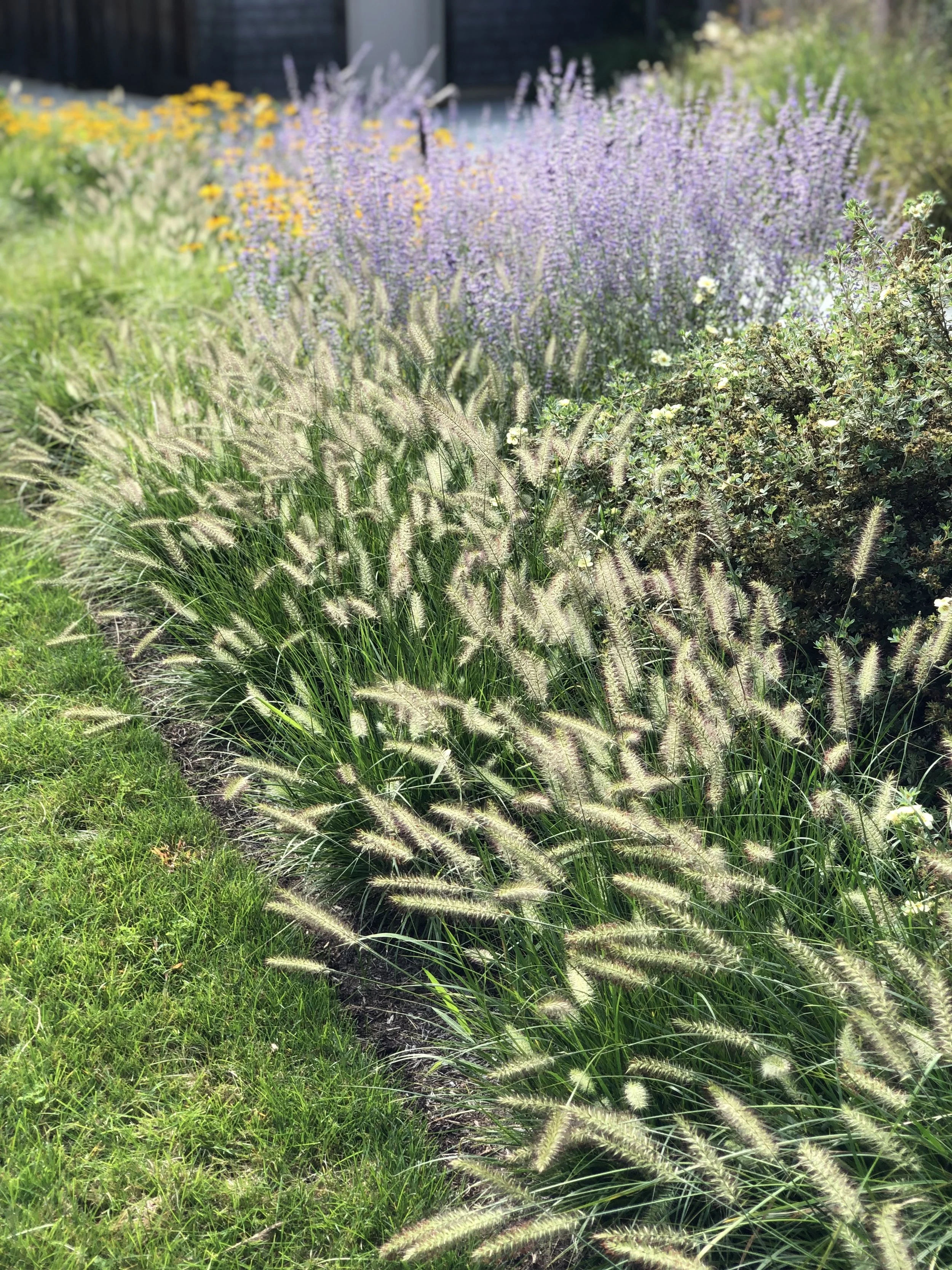 A garden with green grass and various plants, including tall grasses with fuzzy seed heads, purple flowers, and yellow flowers, under bright sunlight.