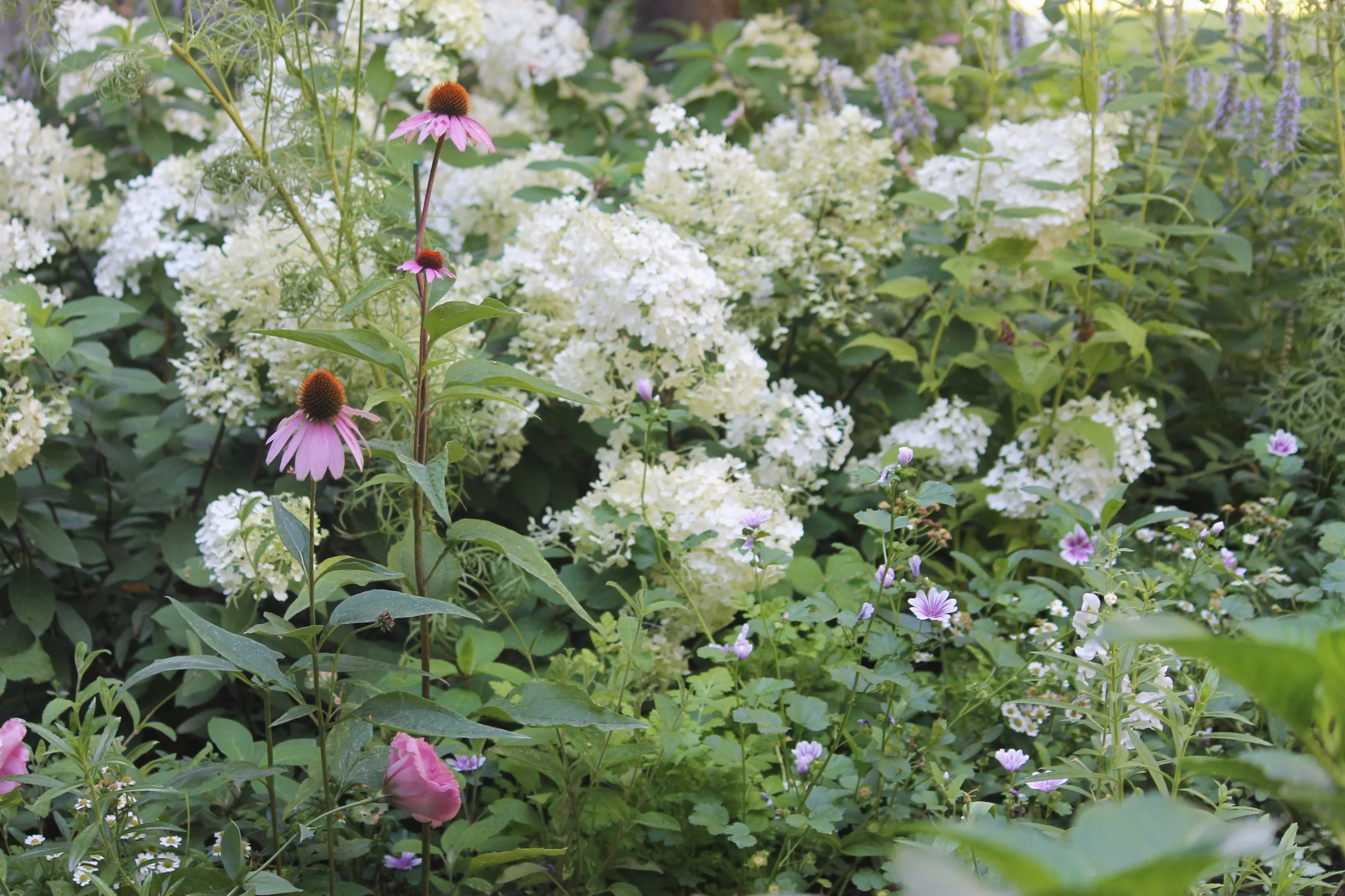 A garden with white hydrangeas and purple coneflowers.