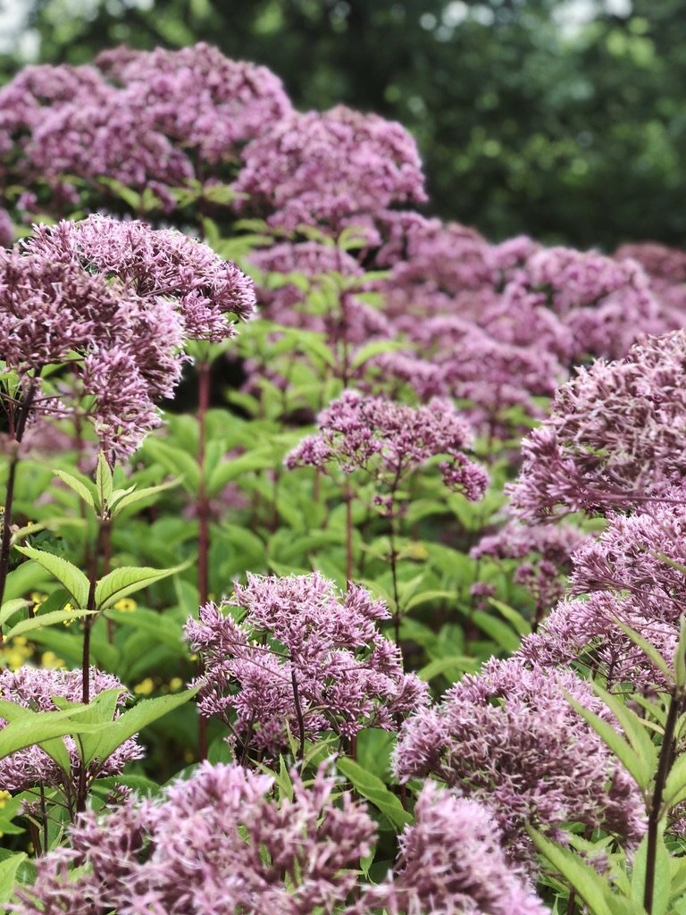 Clusters of pink hydrangea flowers with green leaves in a garden setting.