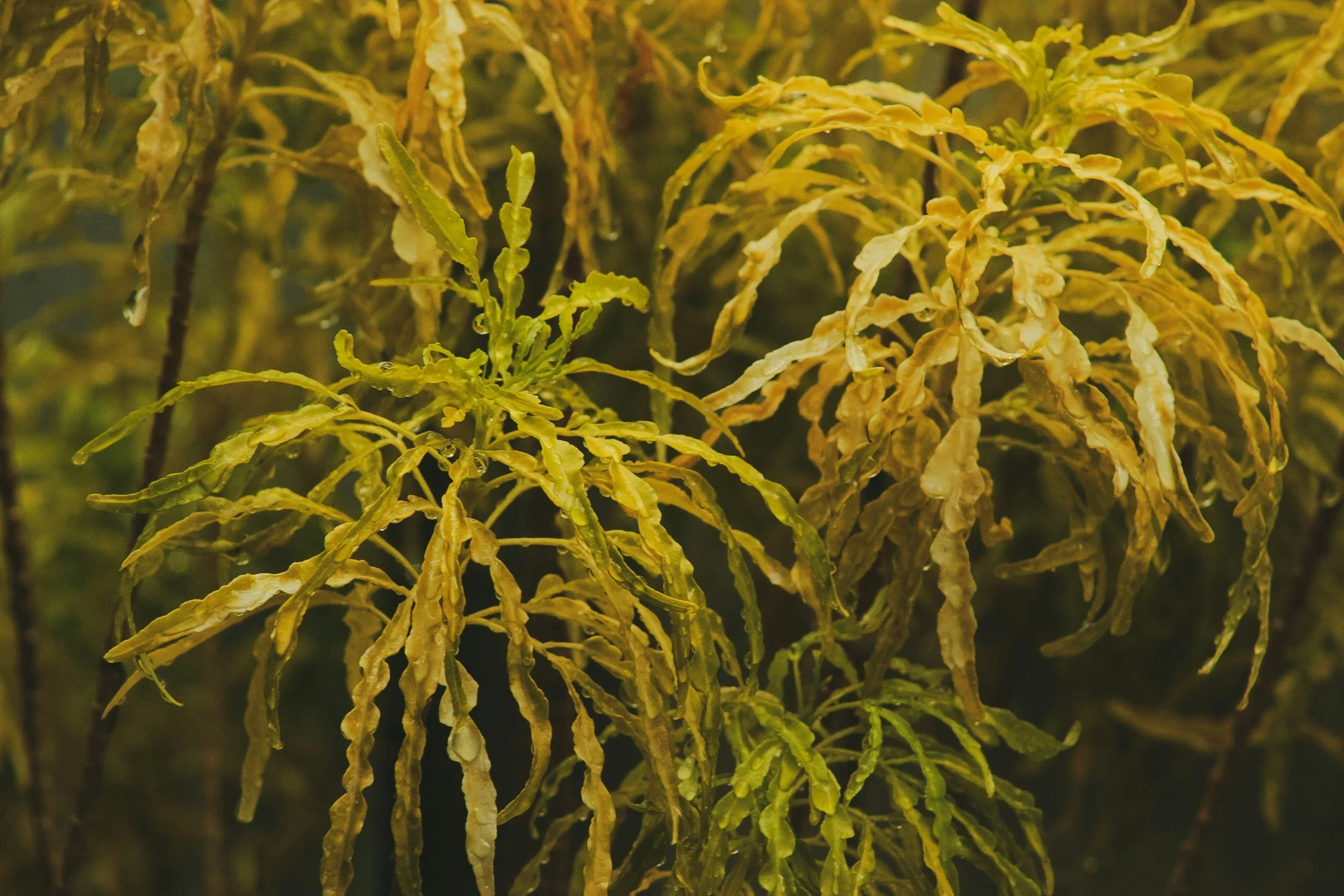 A close-up of yellow-green and brown dried leafy foliage.
