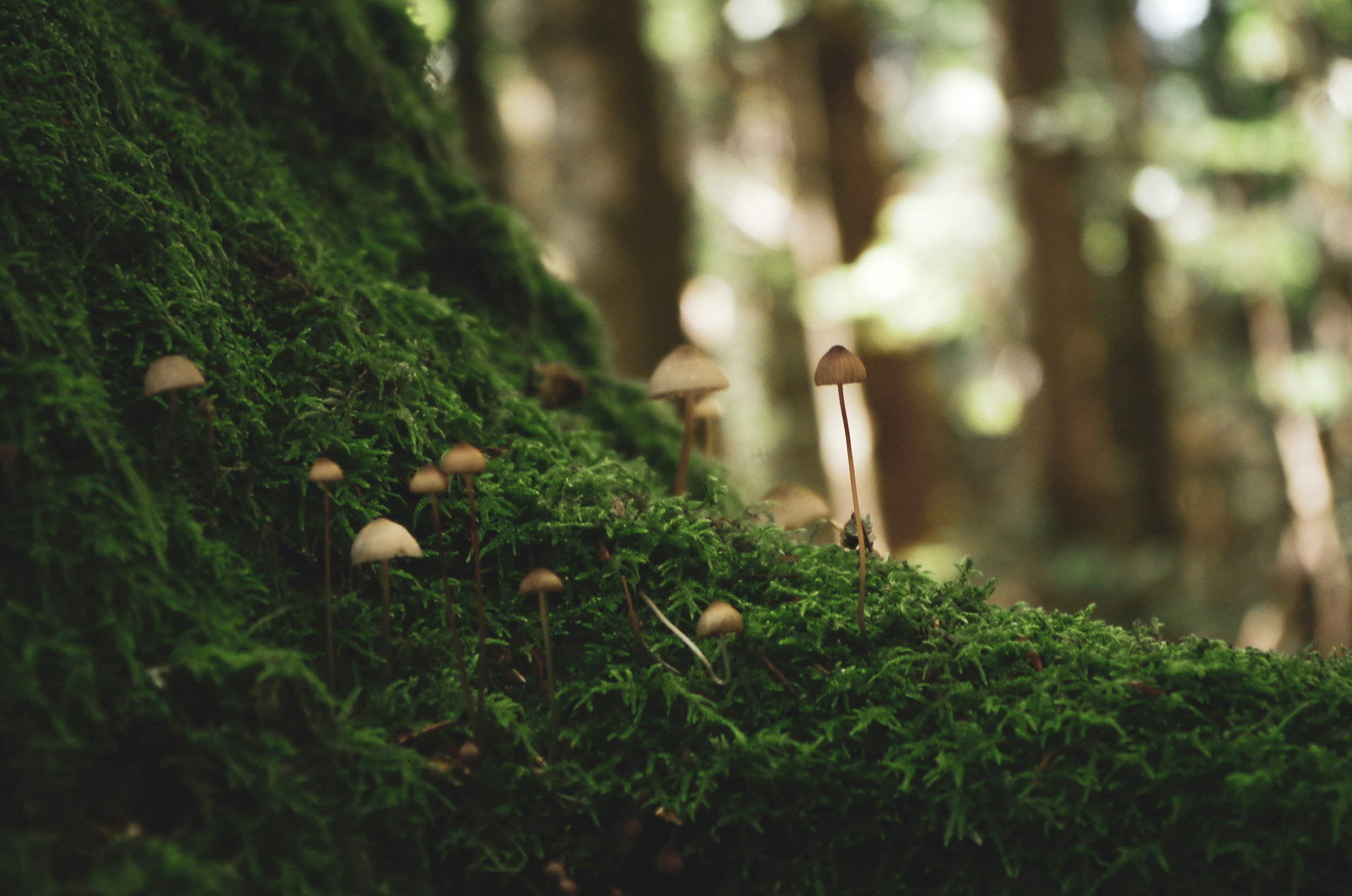 Small mushrooms growing on a moss-covered tree trunk in a forest.