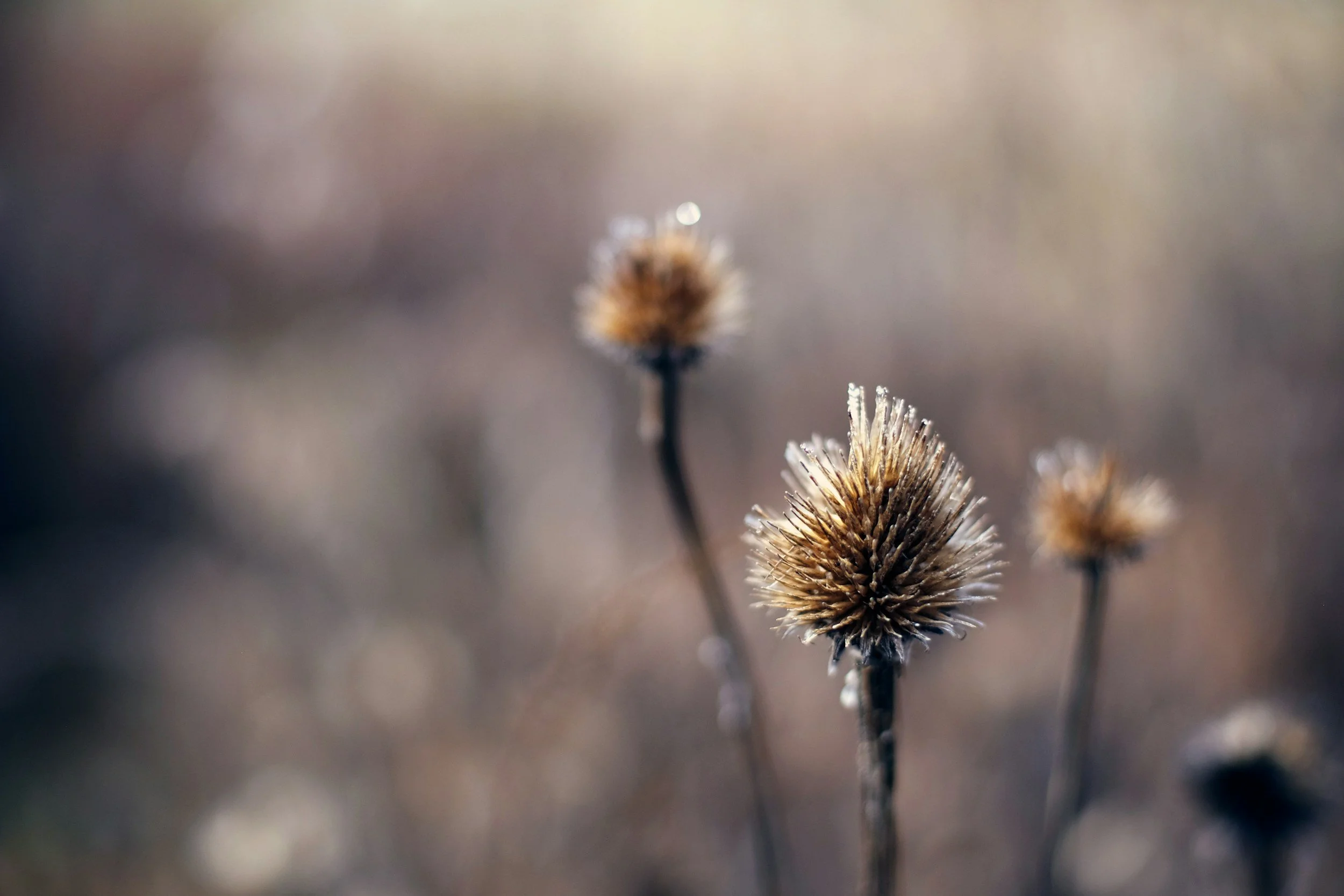 Close-up of dried wildflowers or thistles in muted earthy tones with a blurred background.