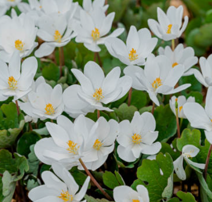 Screenshot 2026-03-09 122334.png