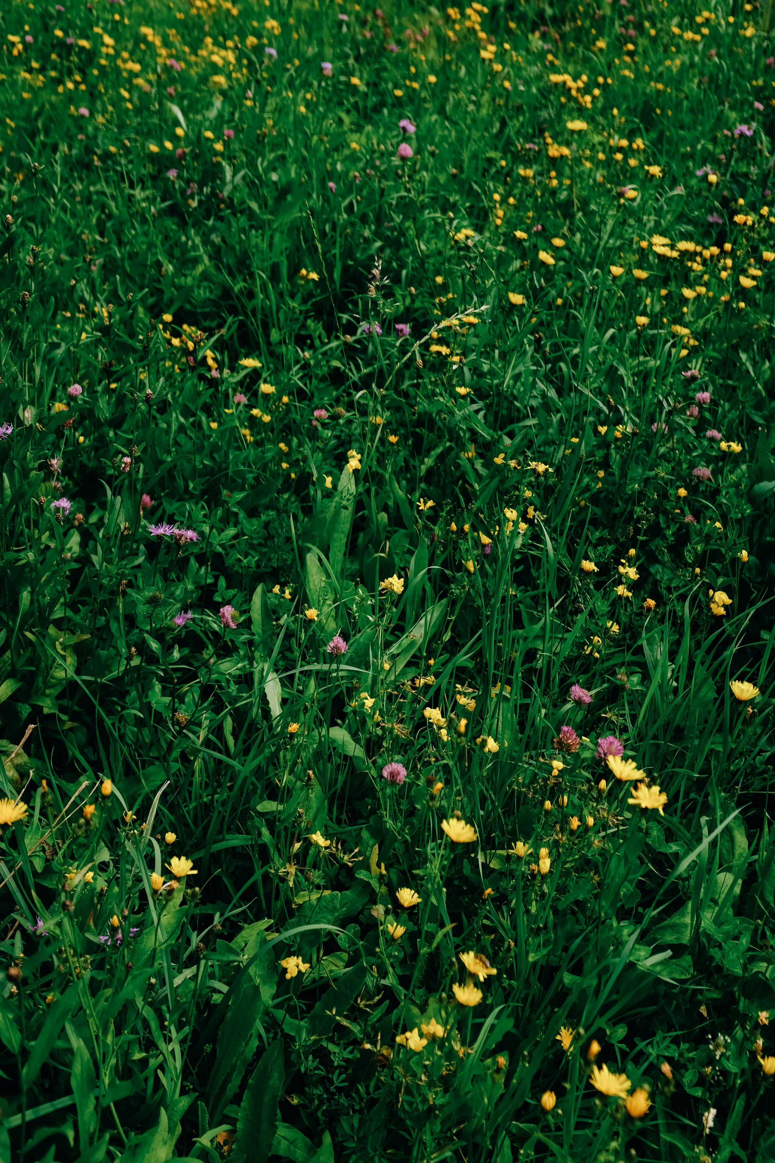 pexels-adrien-olichon-1257089-18510651.jpg
