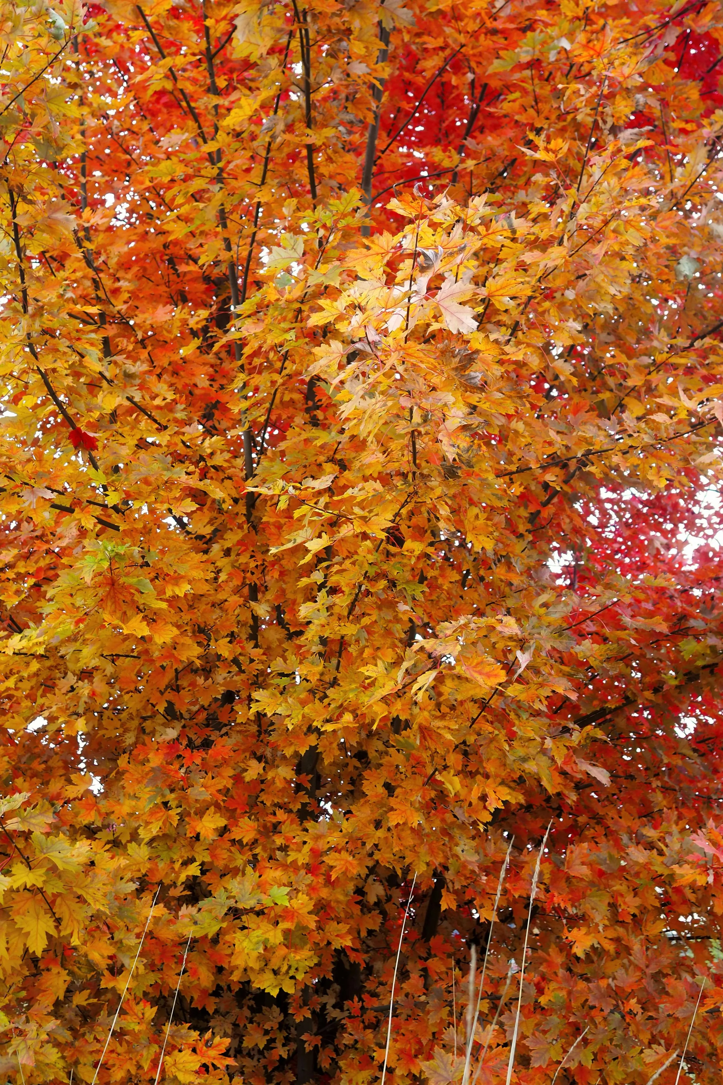  A vibrant Sugar Maple in peak fall foliage, an essential tree for any woodstock vt landscape design project. 