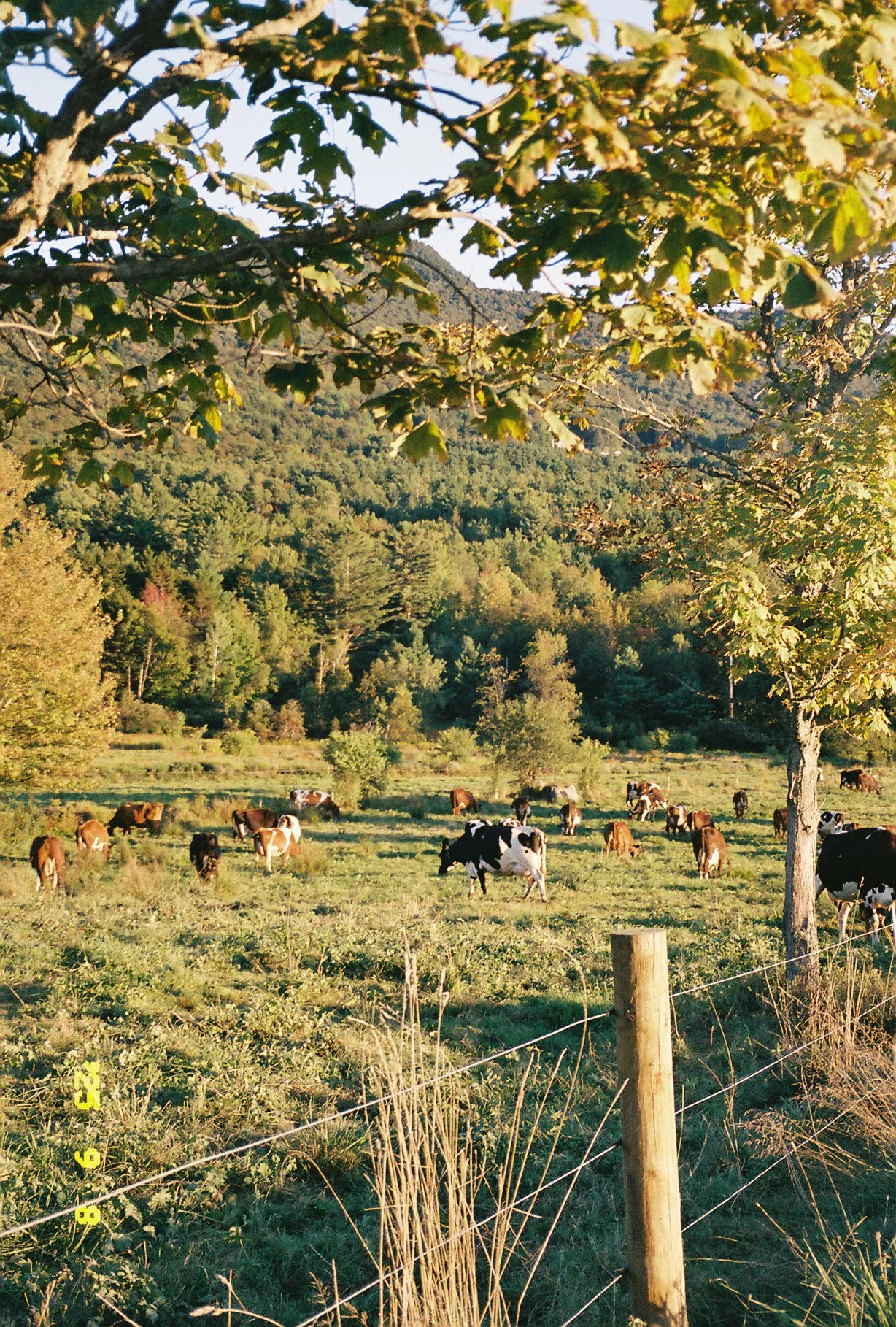 Landscape Design in the Mad River Valley: A Guide to Sustainable Vermont Living