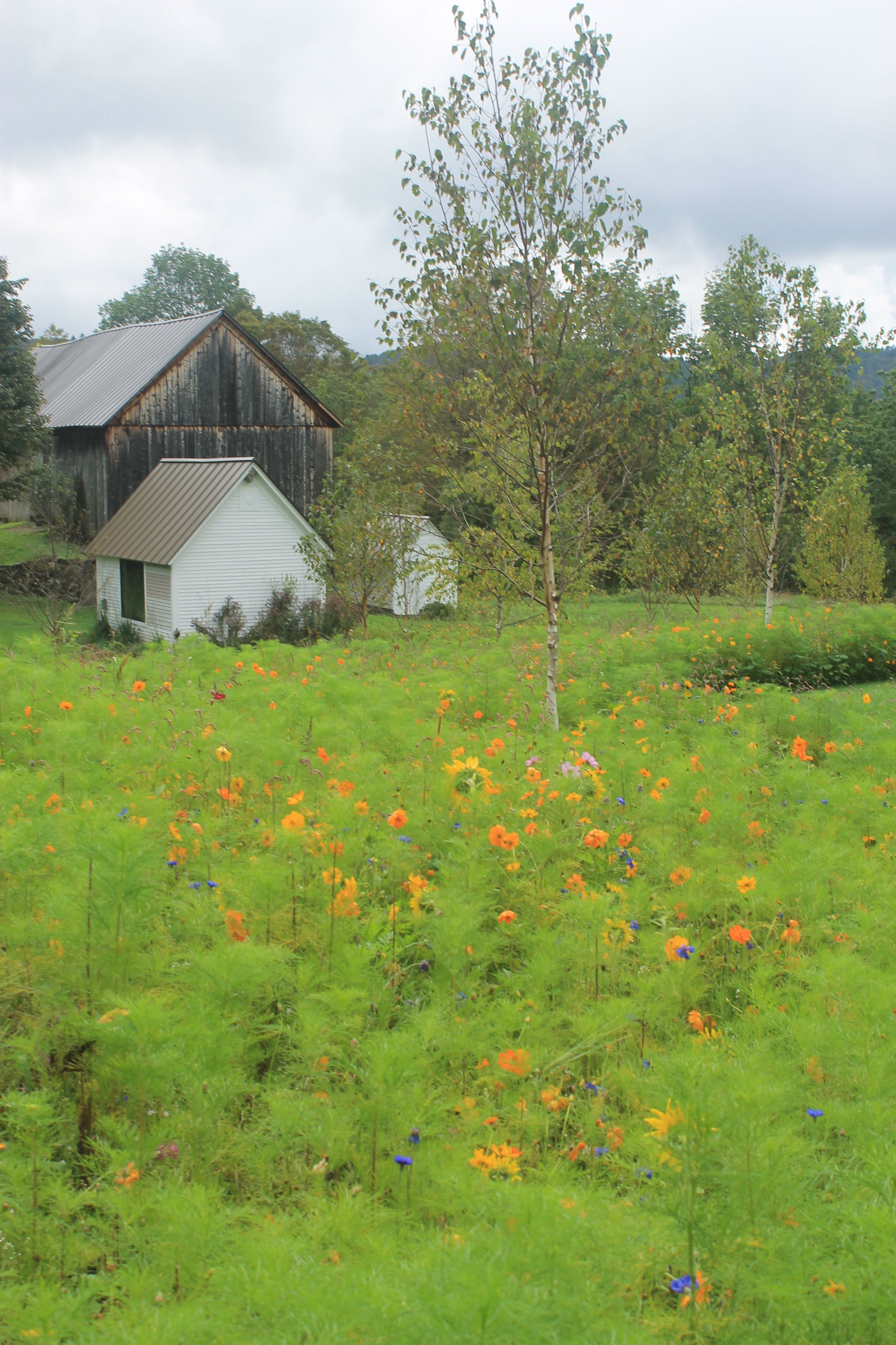 From Lawn to Sanctuary: A Property Transformed with Ecological Design