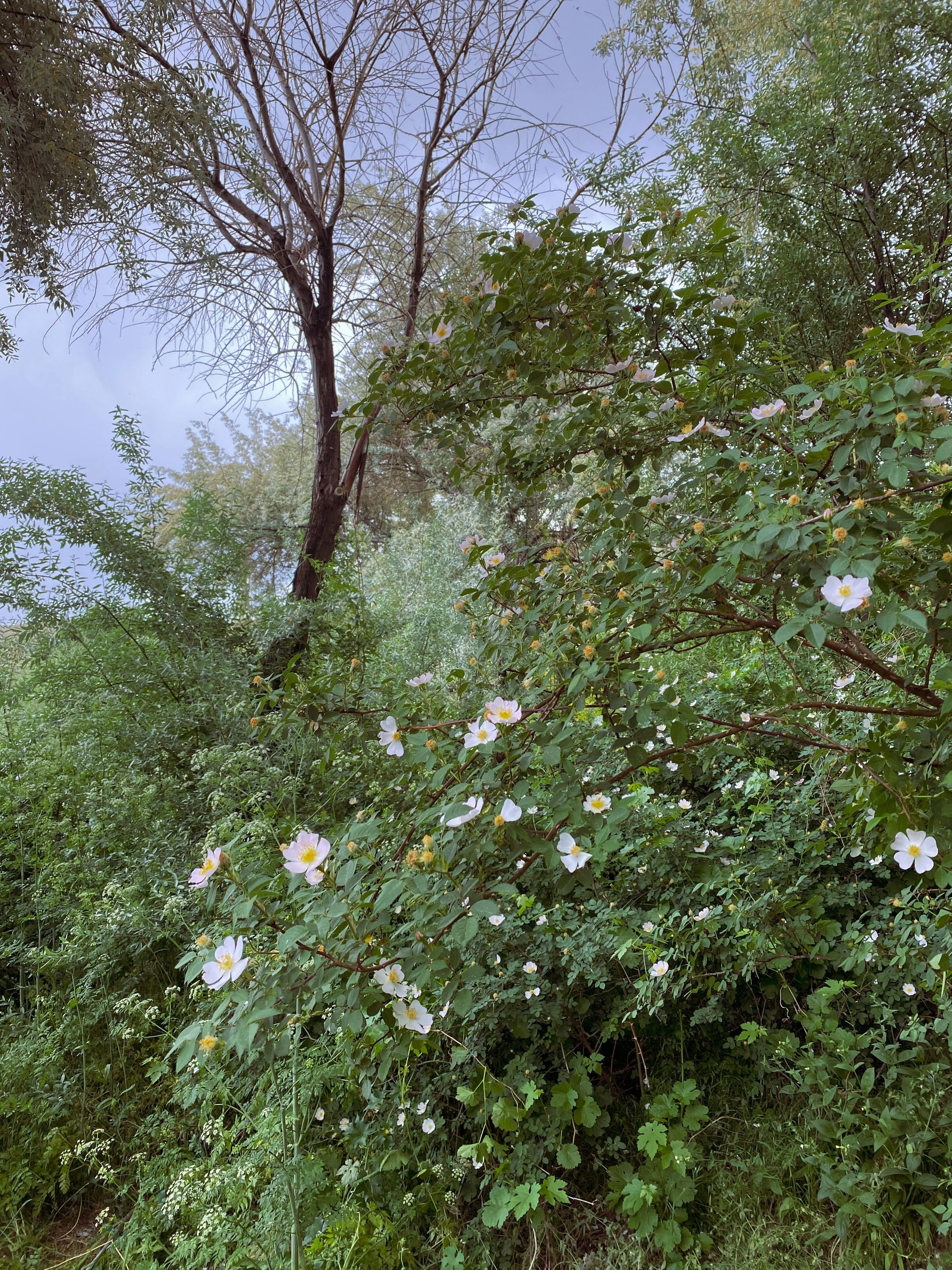 How to Replace Invasive Shrubs with Native Vermont Alternatives