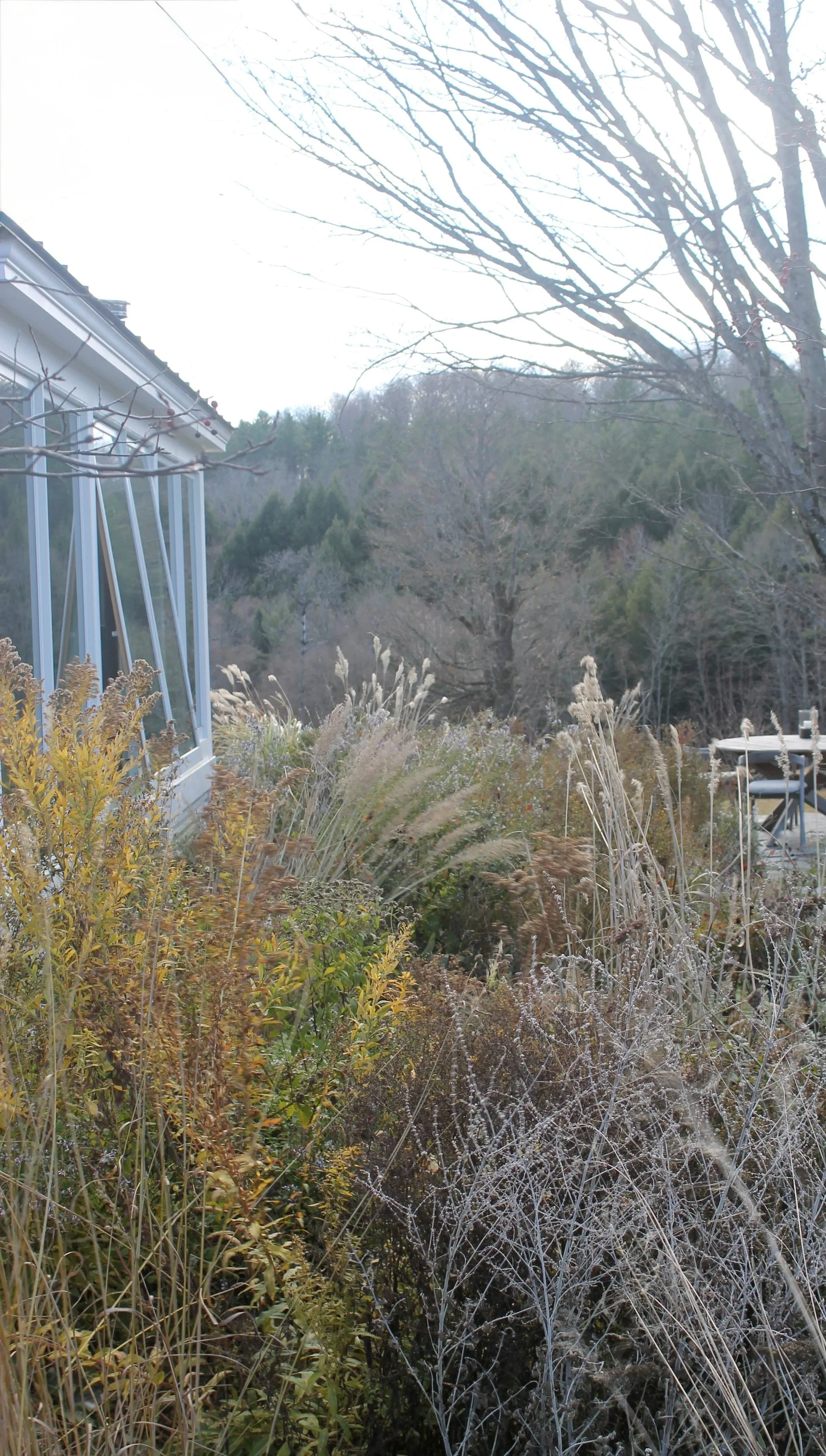 A field of yellow and purple wildflowers with a backdrop of green trees under a cloudy sky.