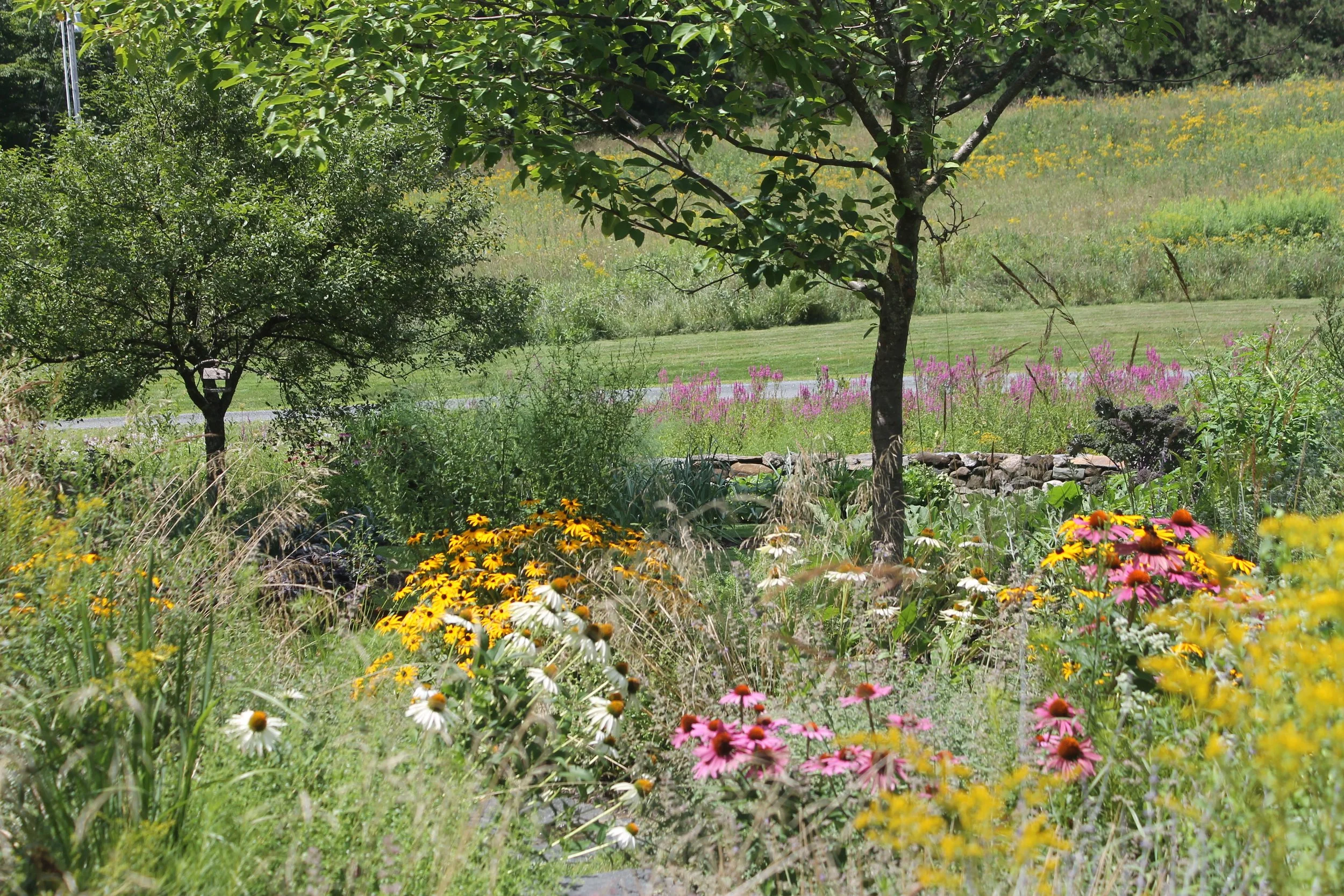 A resilient and diverse garden bed in Woodstock VT, demonstrating the right plant right place philosophy by blending native and ornamental species.