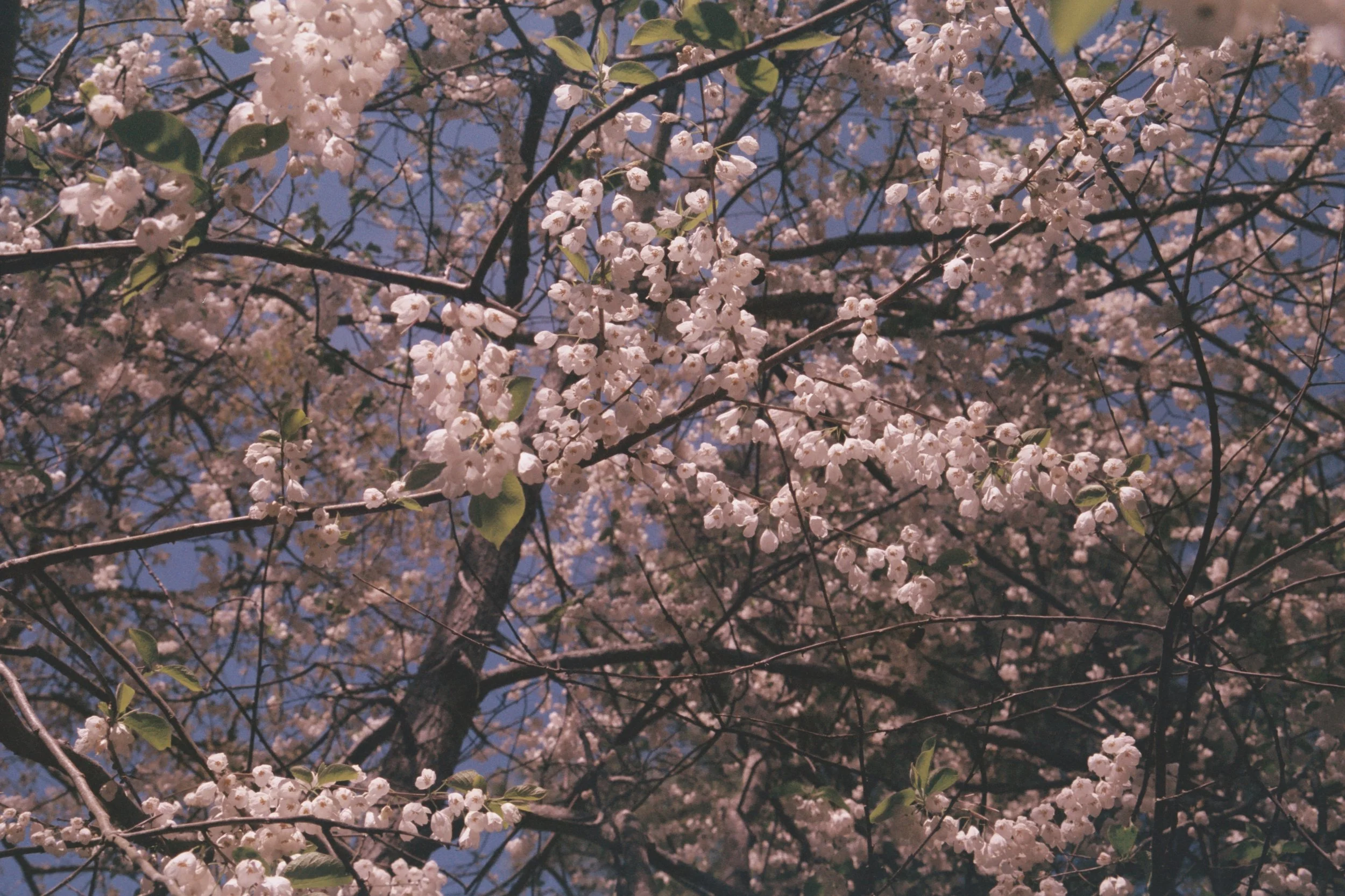 Cherry blossom tree with numerous pink flowers and green leaves against a clear blue sky.