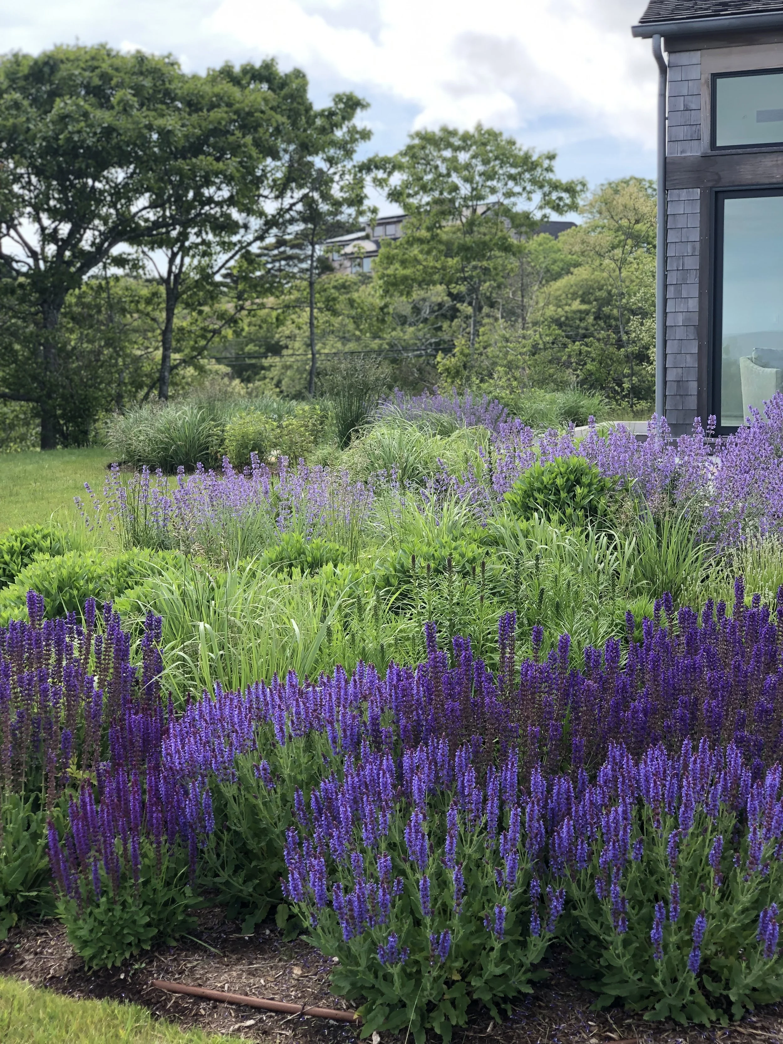 A lush garden with purple and green plants in front of a modern house, trees and a partly cloudy sky in the background.