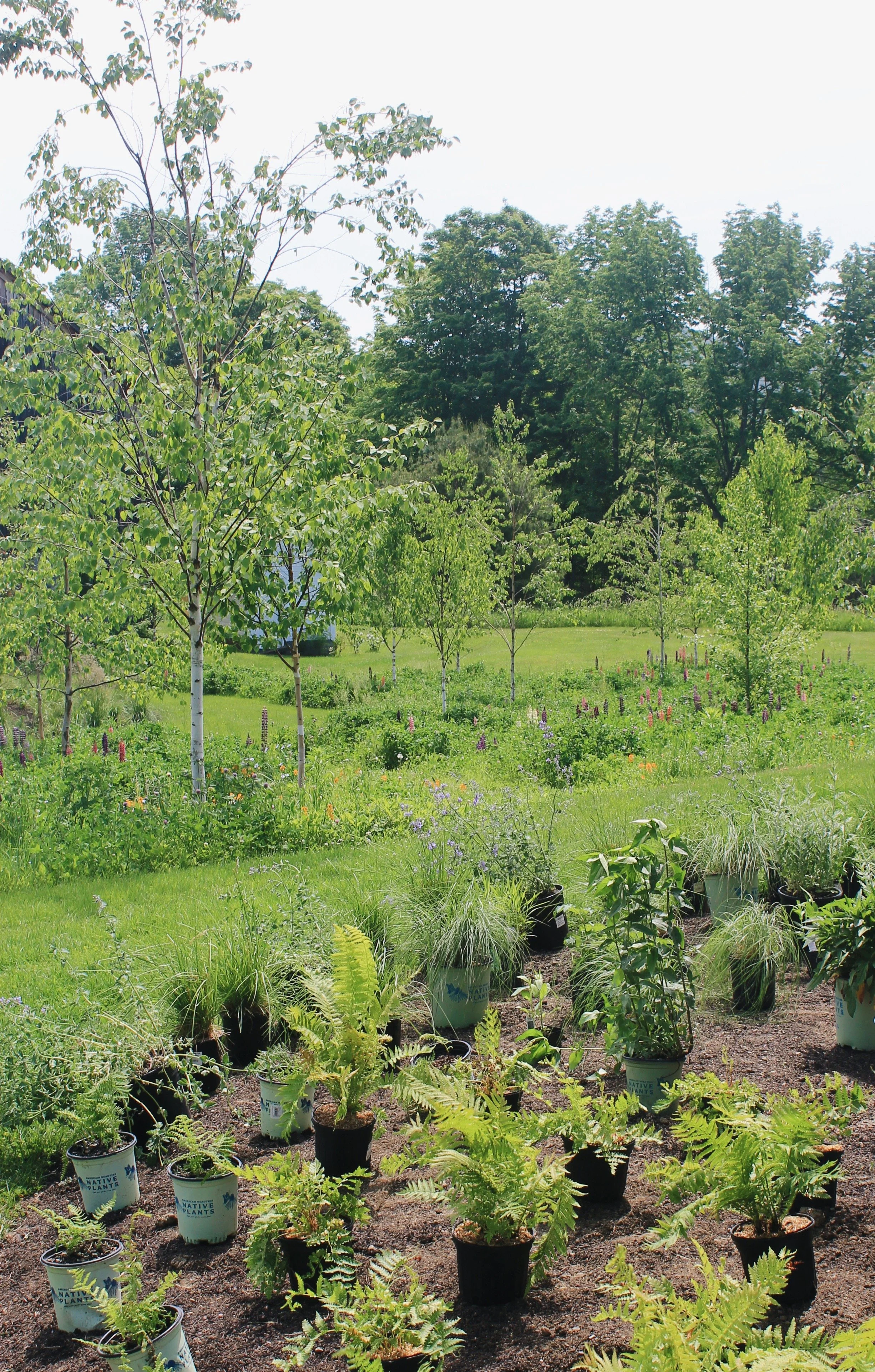 A lush flower garden with colorful blooming flowers, including yellow, pink, and purple, surrounded by green foliage and trees in the background.