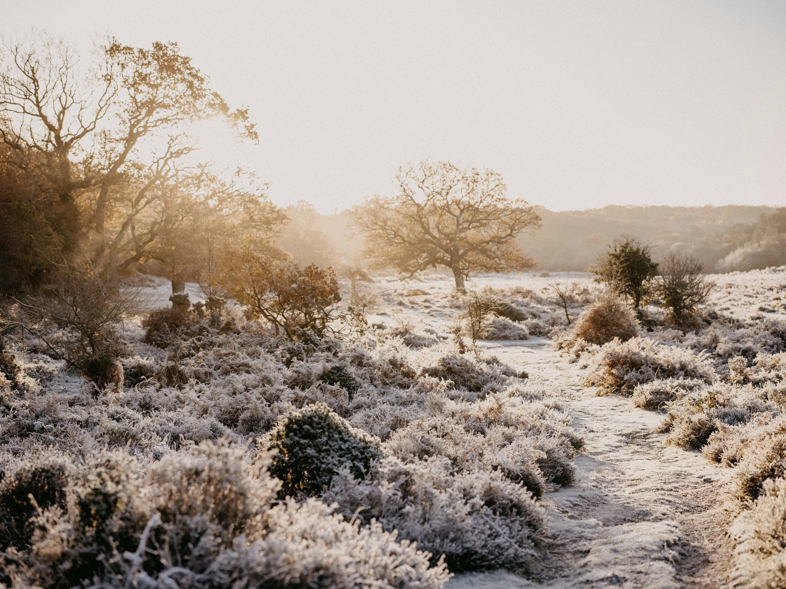 A snowy landscape with a trail leading through frost-covered bushes and leafless trees in the distance, with the sun shining through the fog.