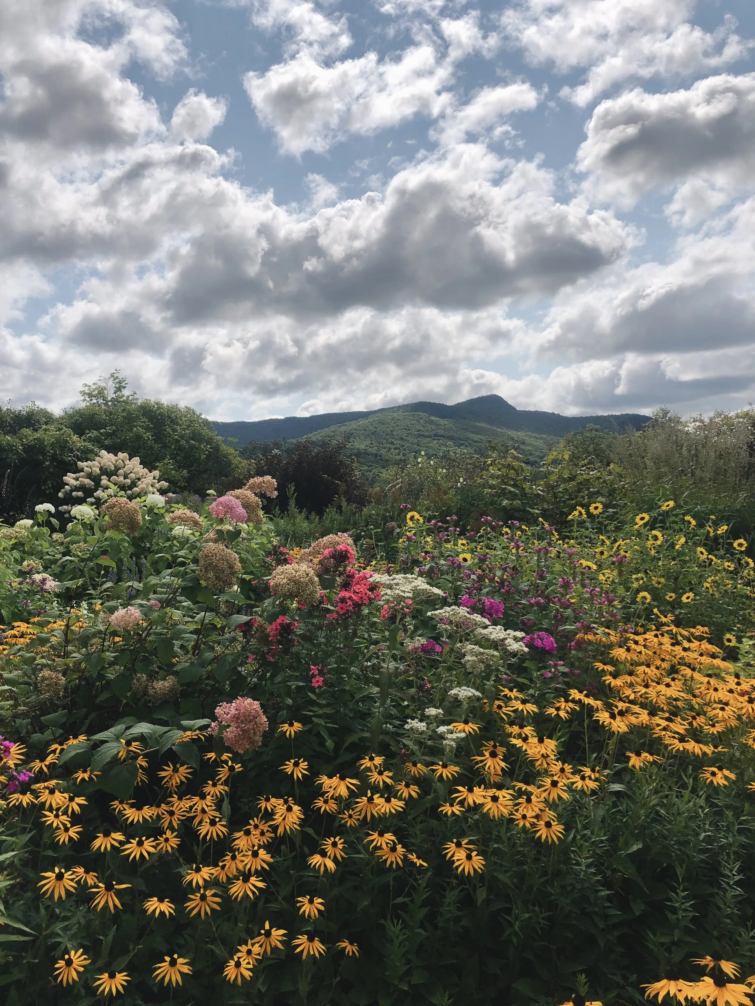 A vibrant flower garden with various colorful flowers under a partly cloudy sky with mountains in the background.