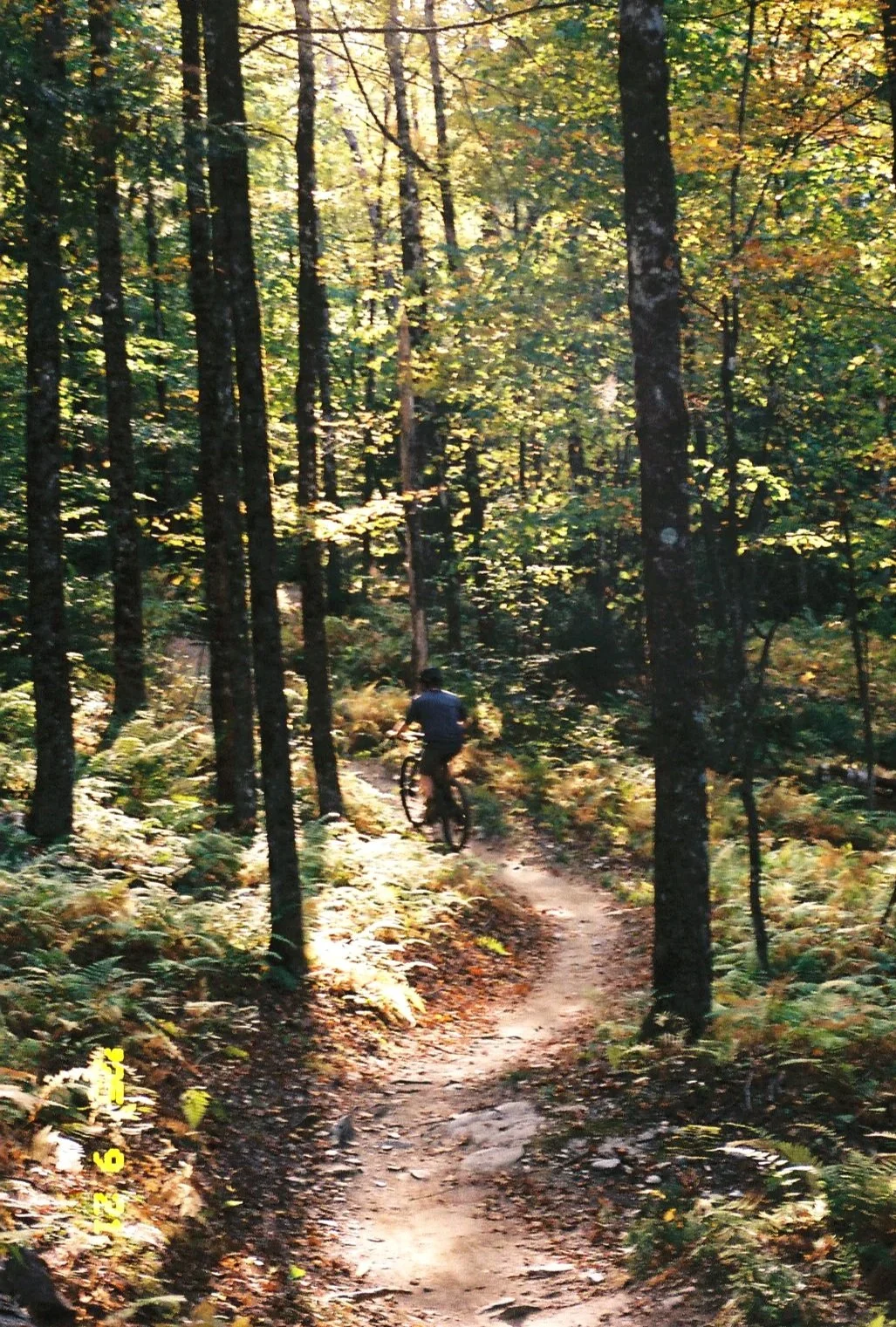 A person riding a mountain bike along a narrow dirt trail through a forest with tall trees and green foliage, illuminated by sunlight.
