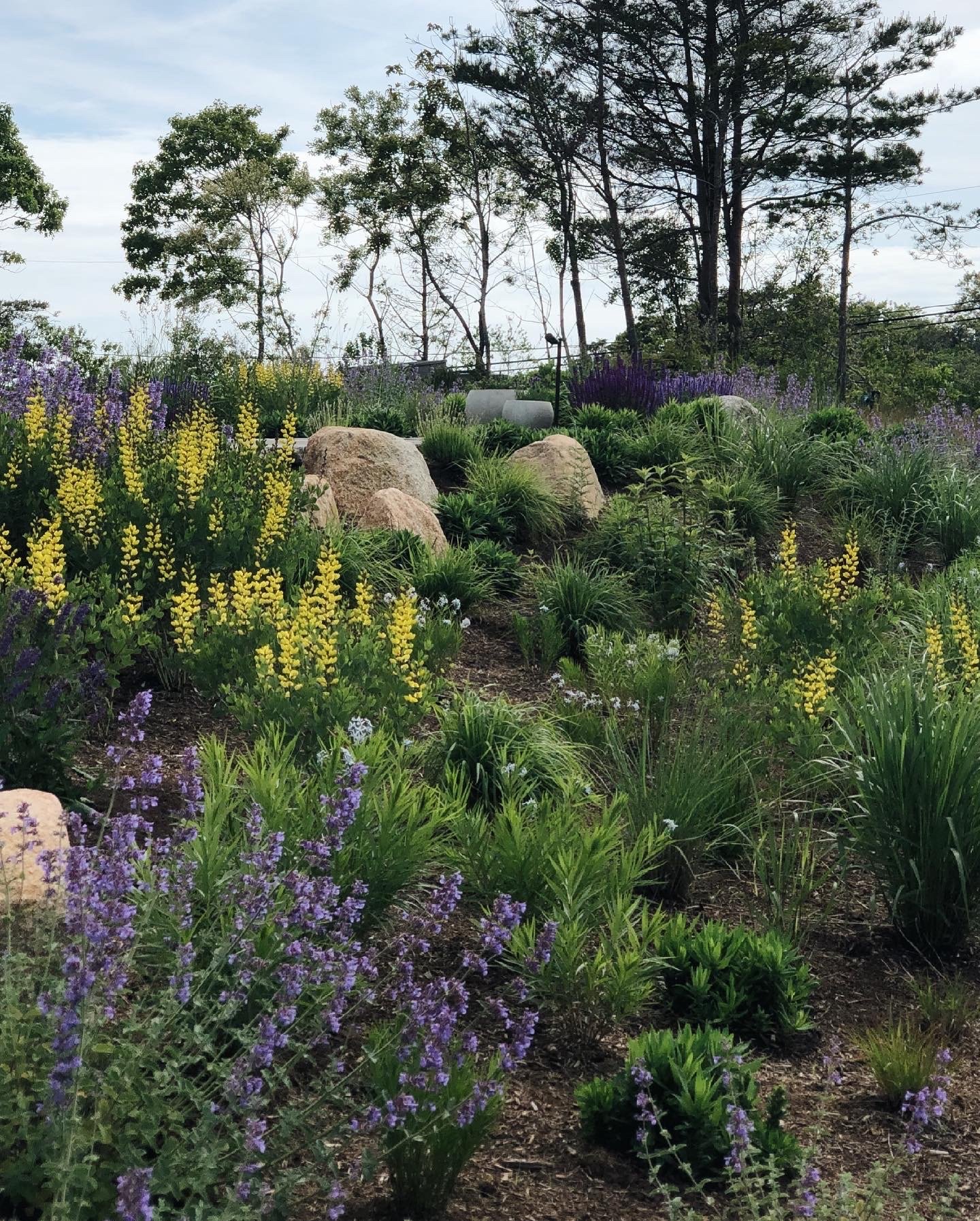 A landscaped garden with purple, yellow, and white flowers, large rocks, and green foliage, with trees and sky in the background.