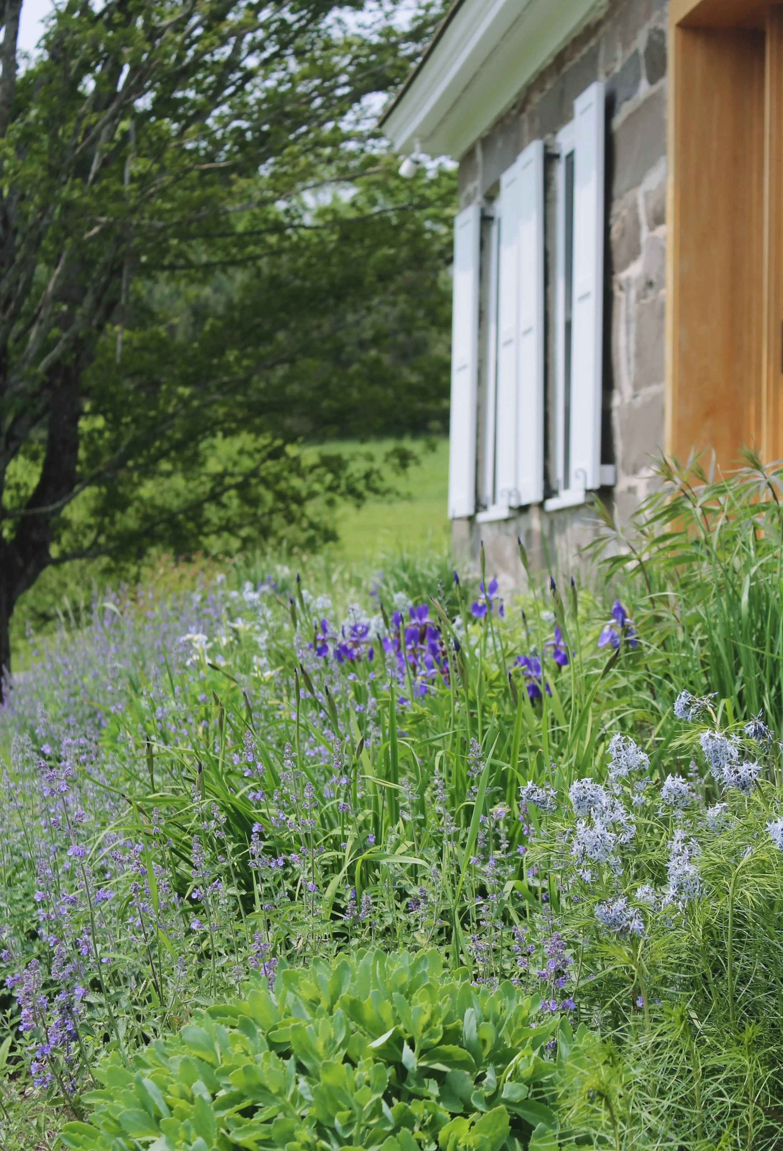 A side view of a stone house with white shutters, surrounded by lush green plants and purple and white flowers in a garden. A large tree is visible in the background.