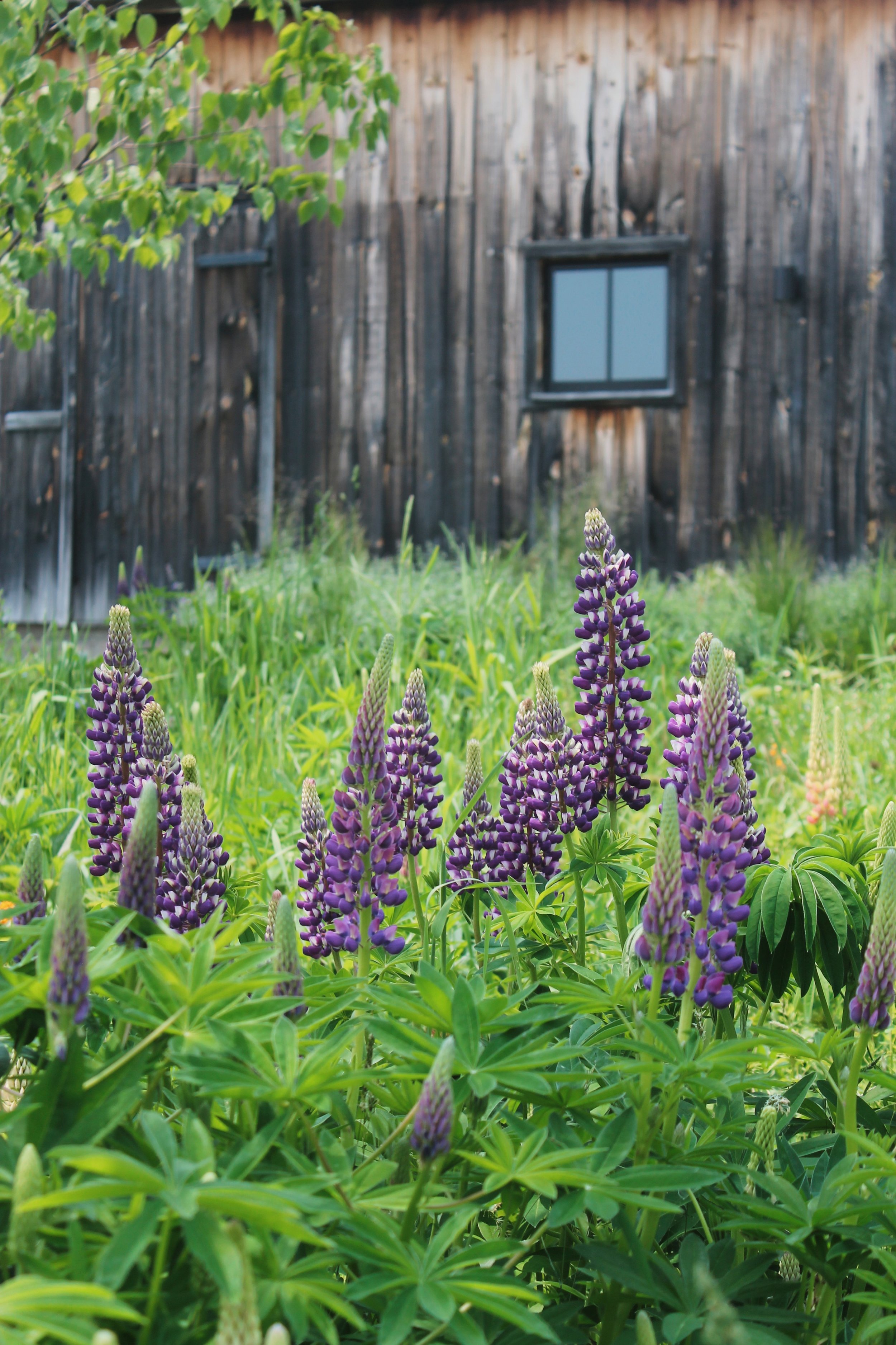 Purple lupine flowers in a garden with a weathered wooden barn and a small window in the background.