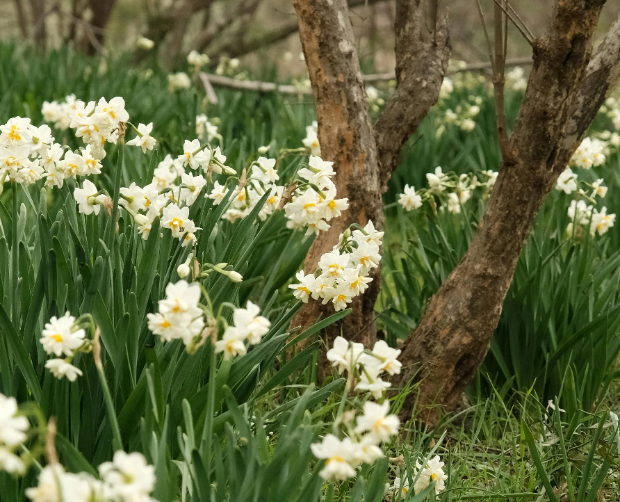 White flowers blooming around the base of a tree with brown bark, in a natural outdoor setting.