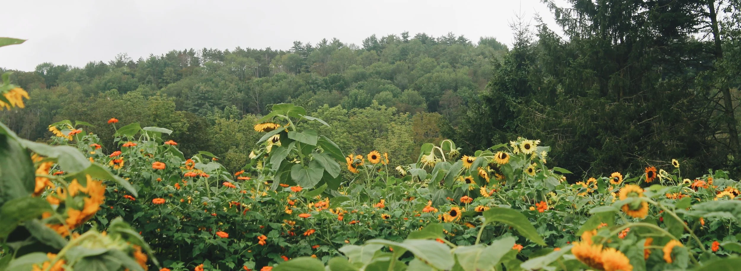 A field of sunflowers and orange flowers with a dense forested hillside in the background under an overcast sky.