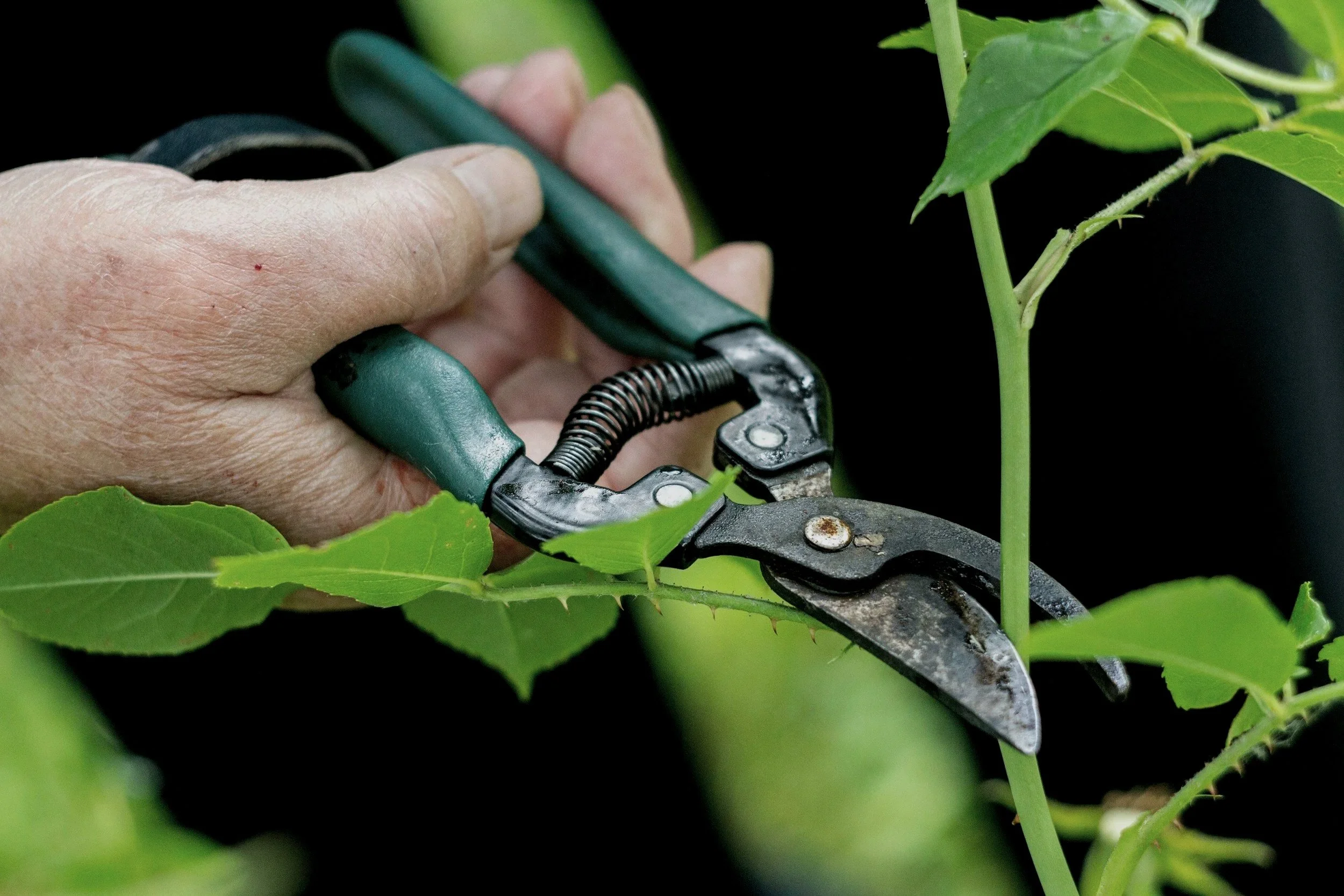 Close-up of a hand pruning green plant with garden pruning shears.