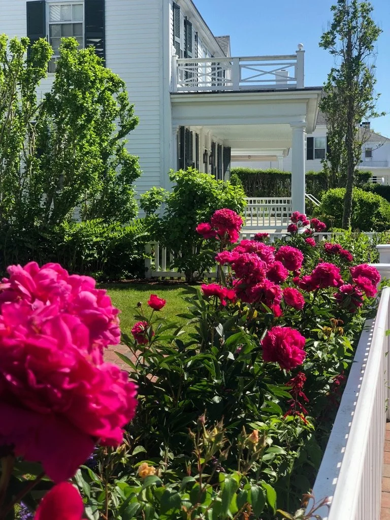 A garden in front of a white house features vibrant pink peonies, lush green bushes, and tall trees under a clear blue sky.