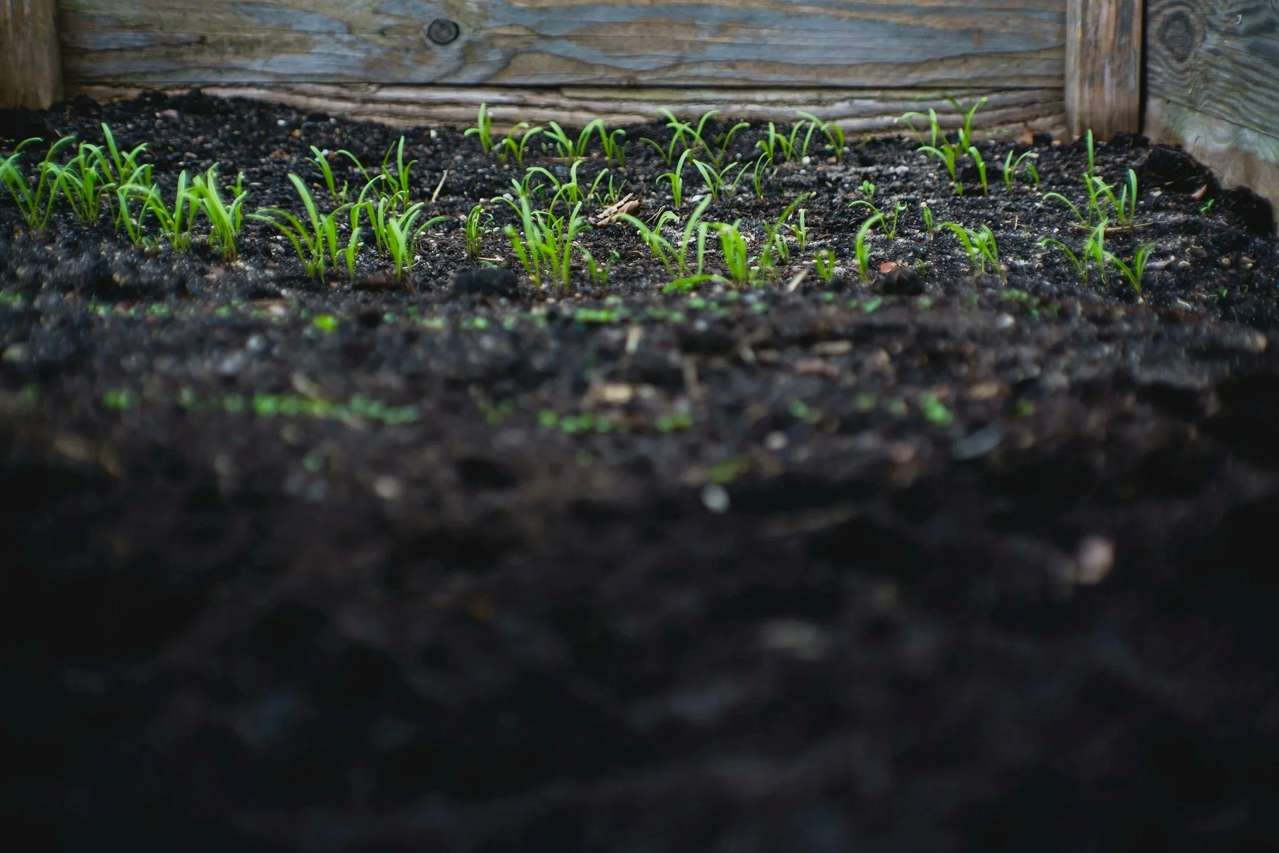Small green seedling plants growing in dark soil against a wooden backboard.