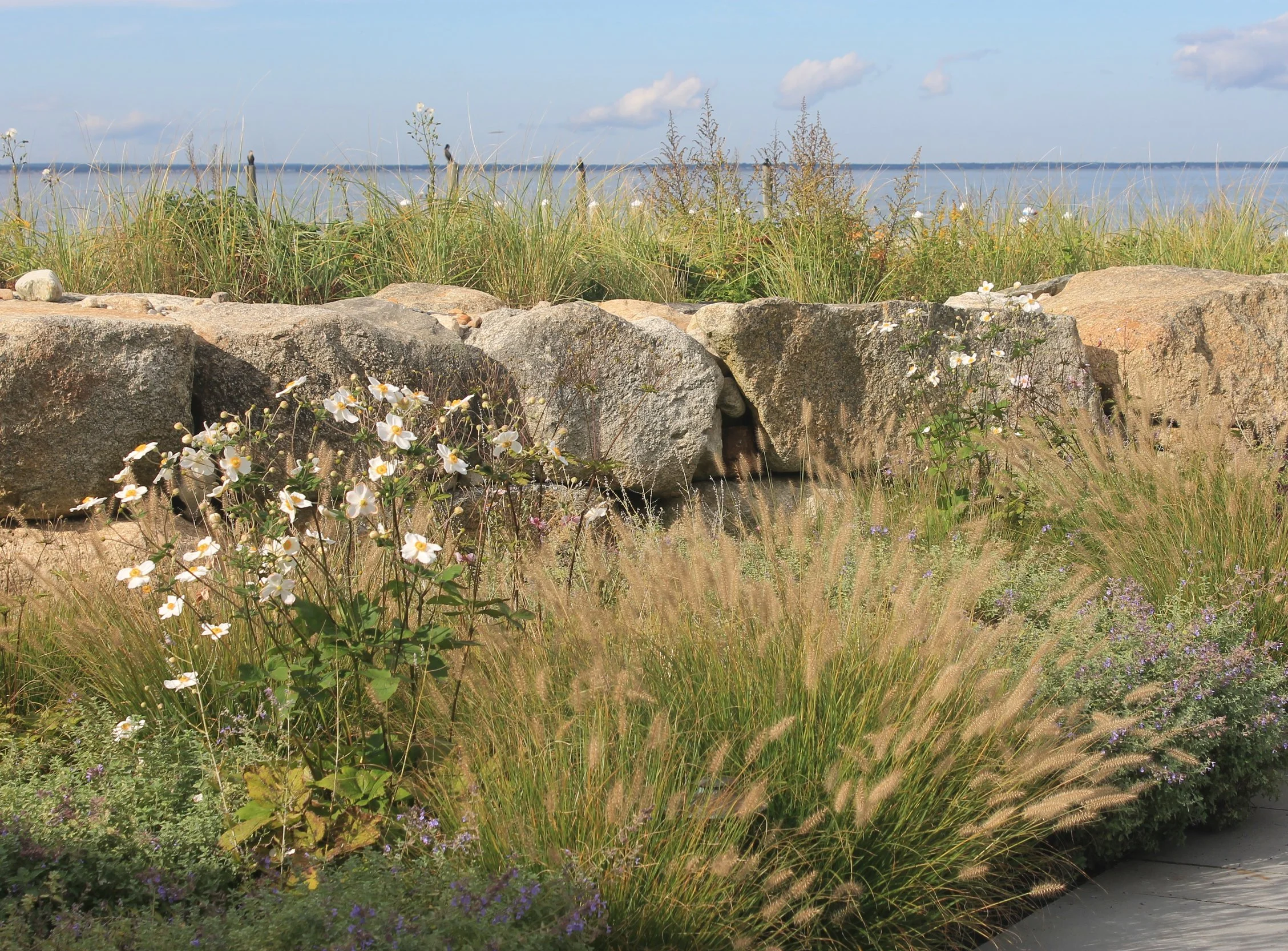 A garden with white flowers, tall grasses, and large rocks, with a body of water and a cloudy sky in the background.