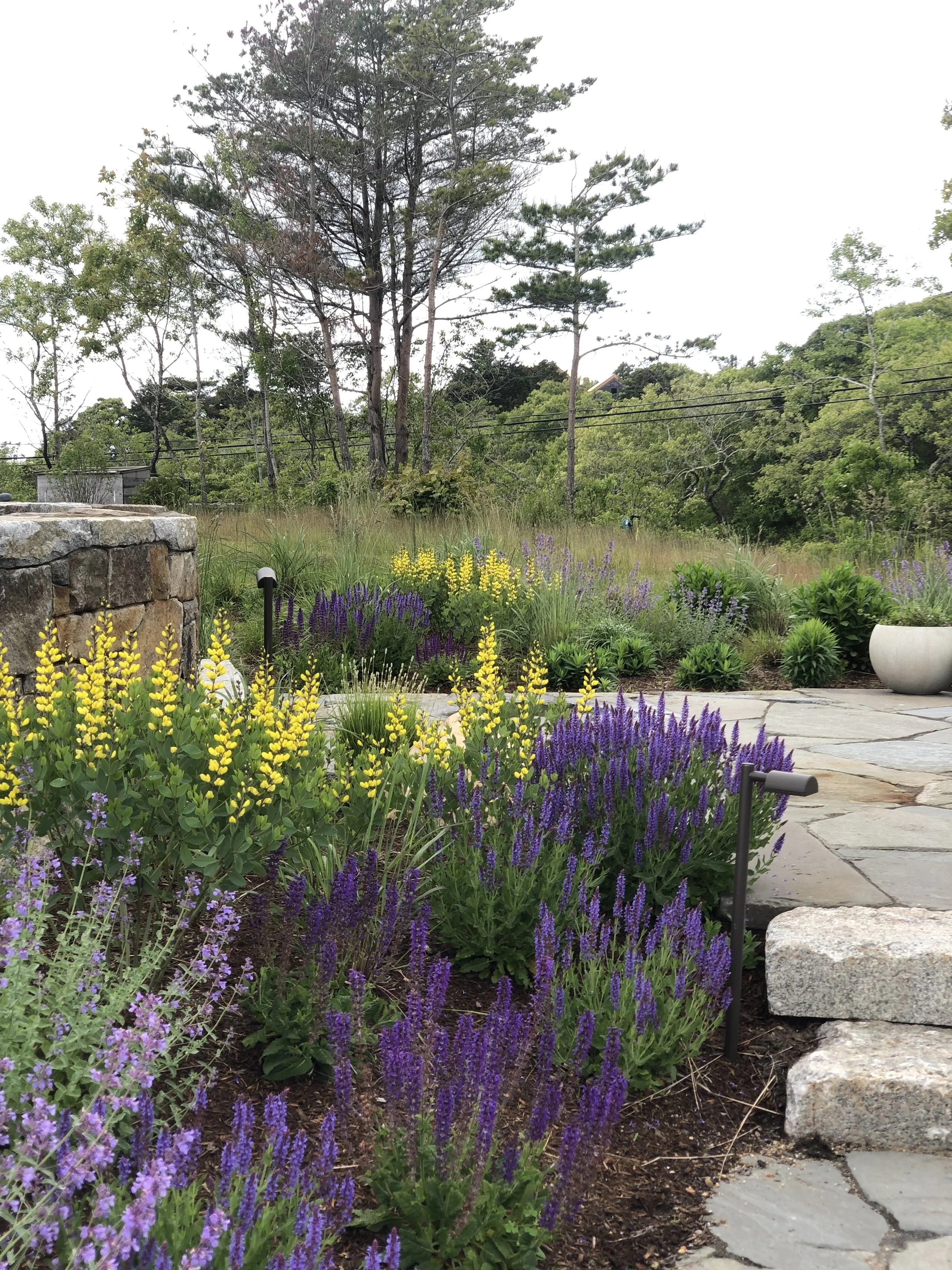 A garden with colorful purple, yellow, and green plants, stone pathway, and a stone wall in the background, with trees and a grassy area beyond.