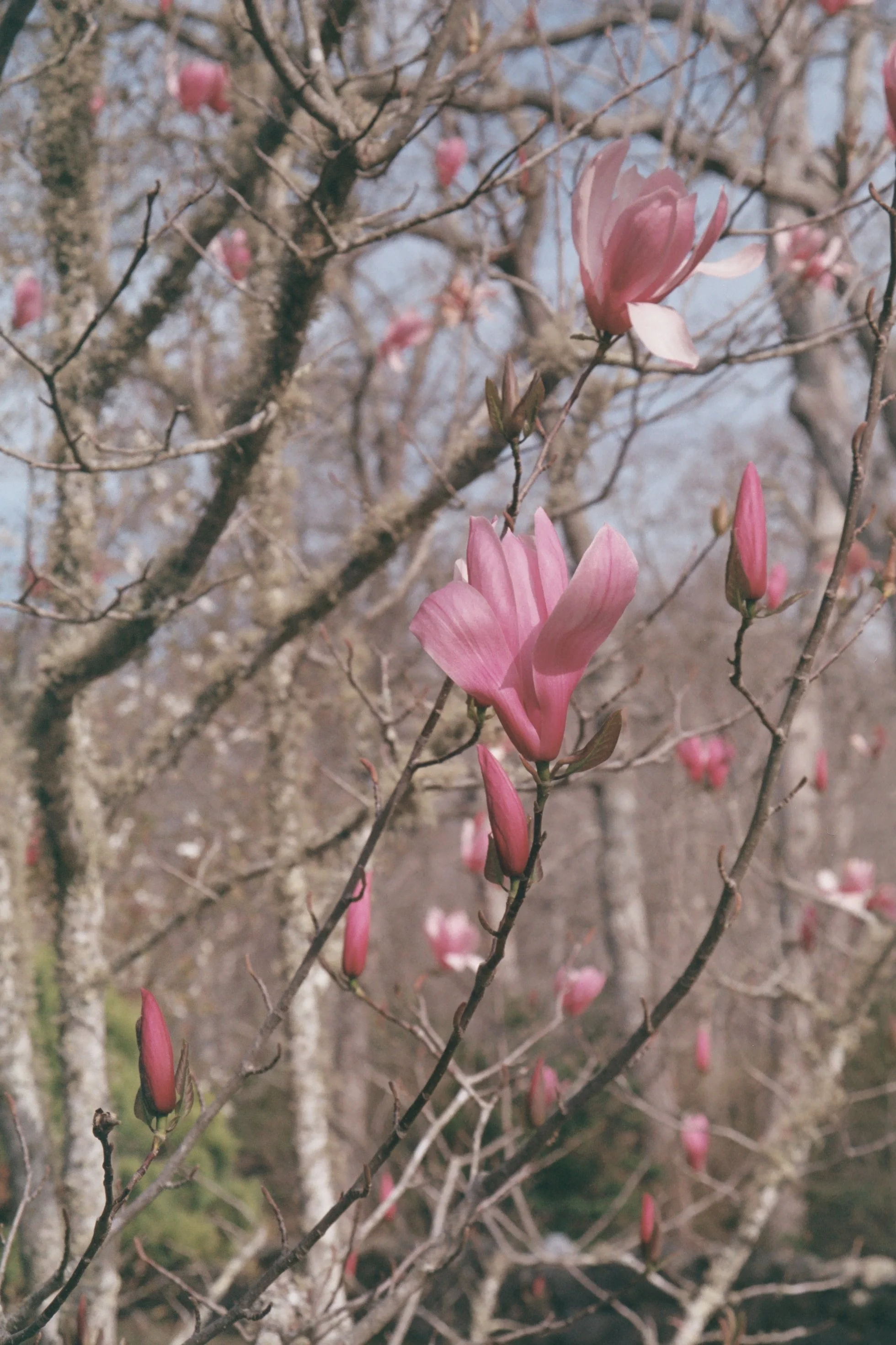 Pink magnolia flowers blooming on tree branches in early spring.