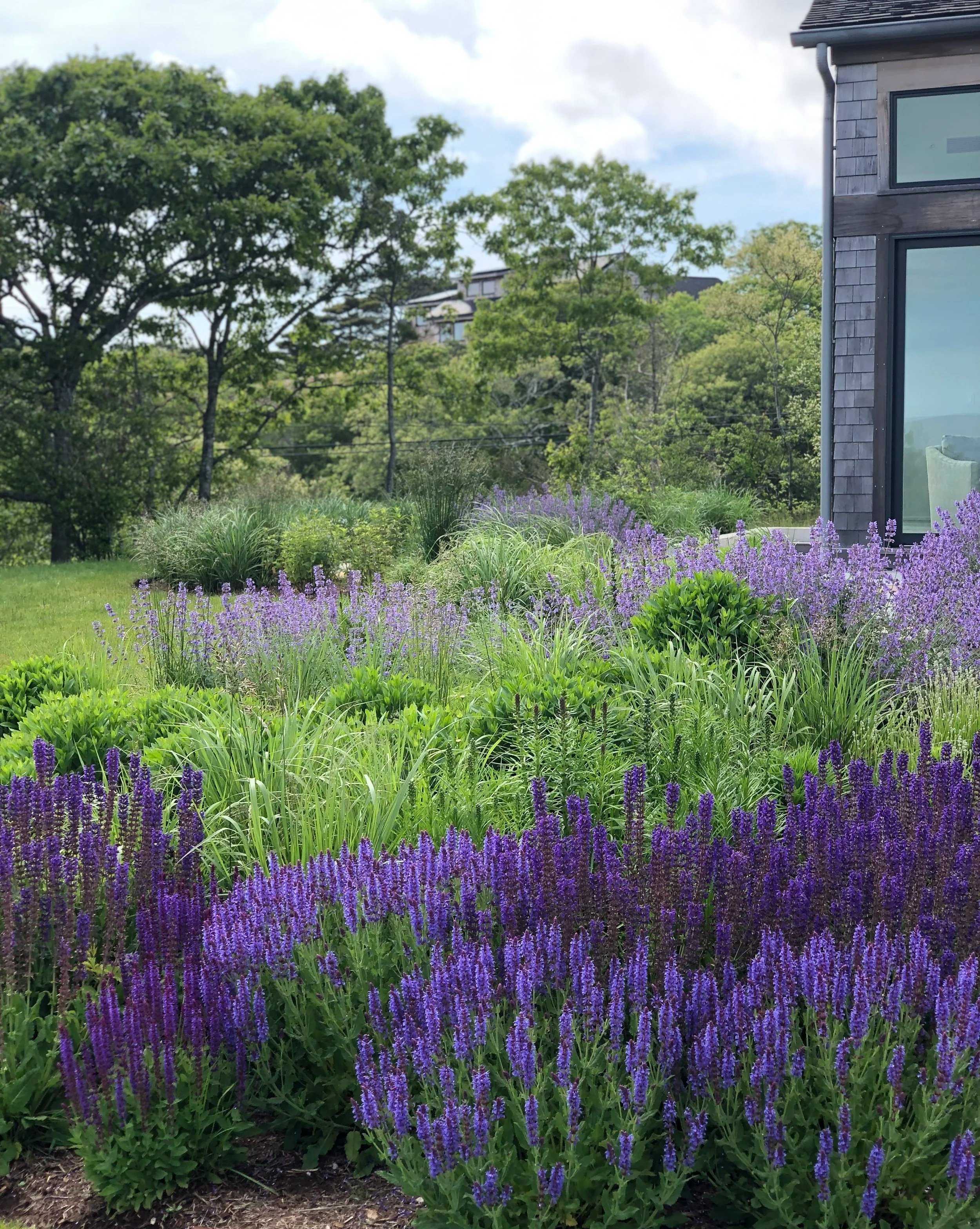 Purple lavender flowers and green plants in a garden next to a house with large windows, with trees and a cloudy sky in the background.