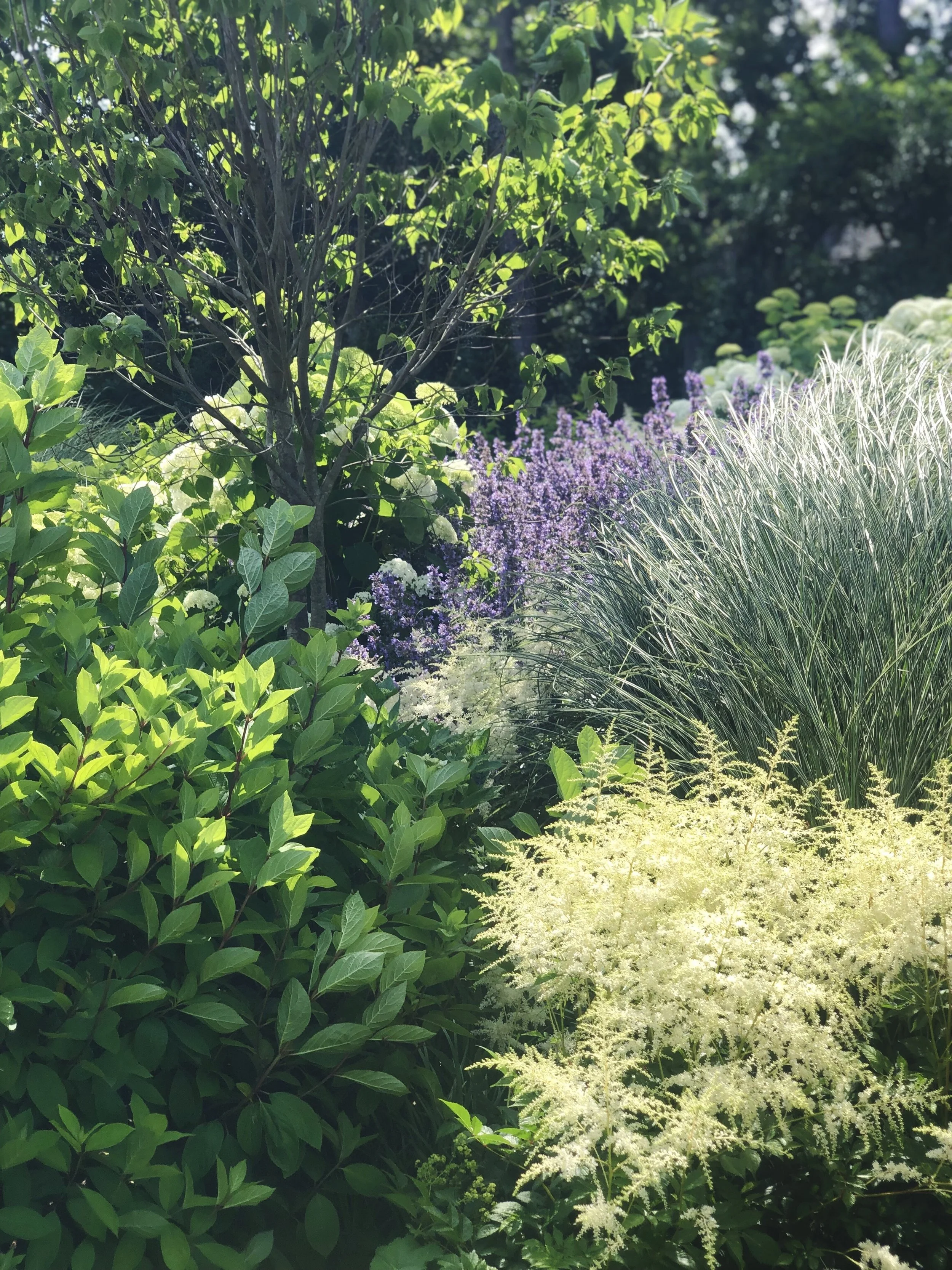 A lush garden with green shrubs, white and purple flowers, and tall ornamental grasses under sunlight.